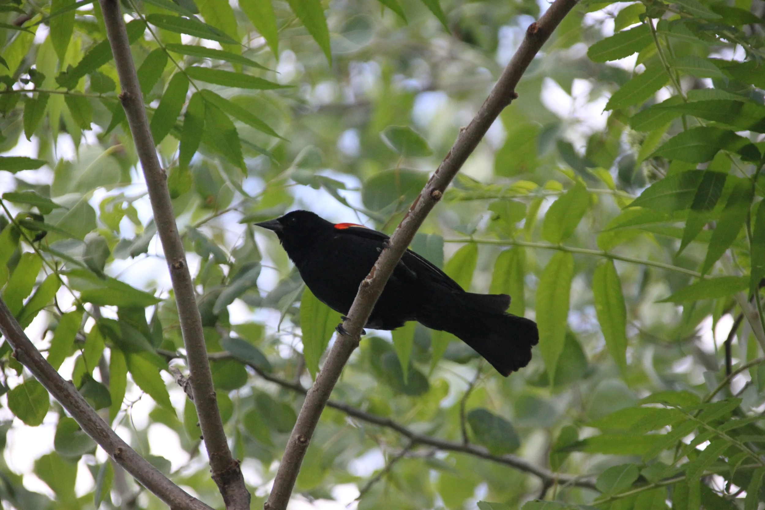 IMG_7135.JPG