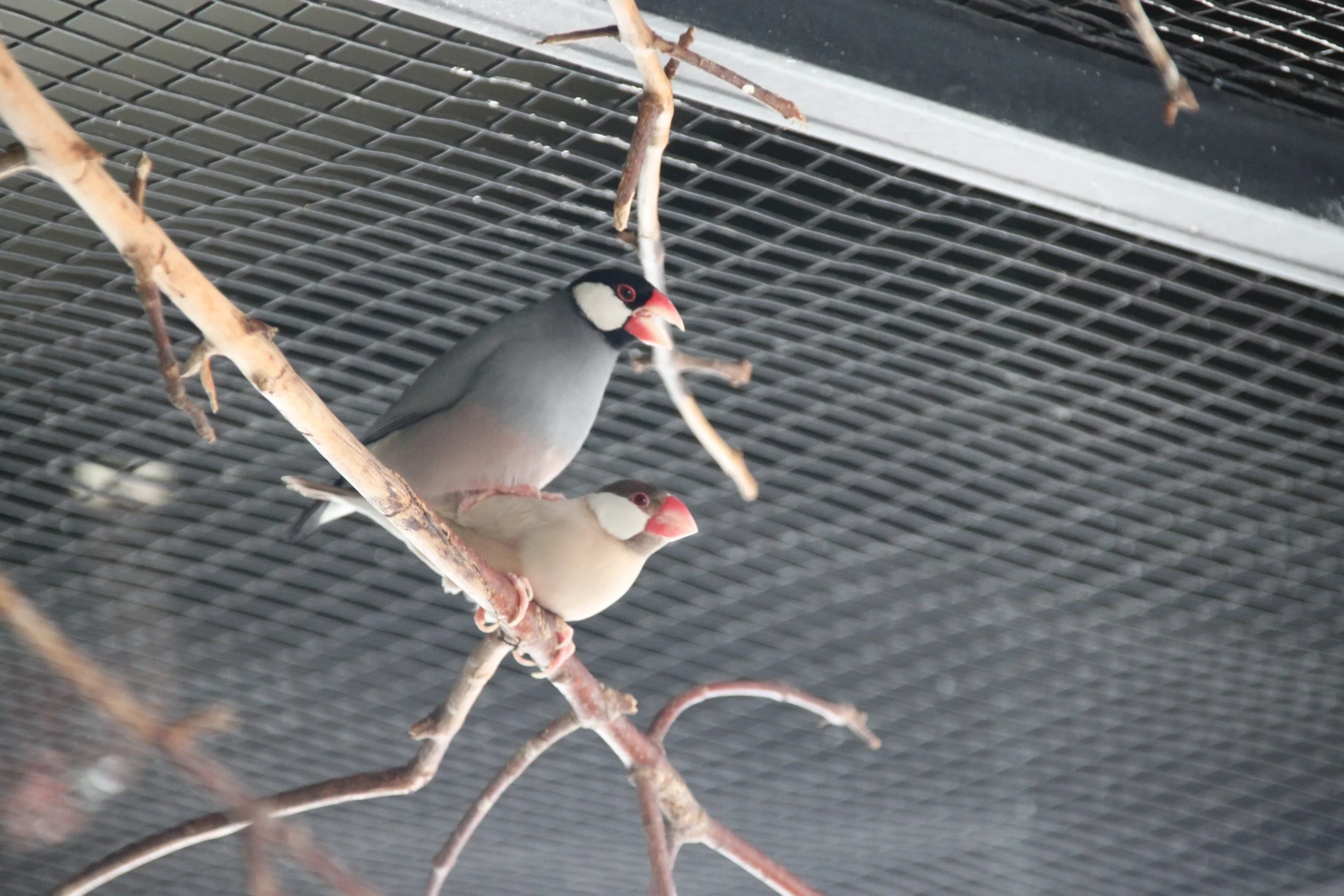 Java Sparrow 1.JPG