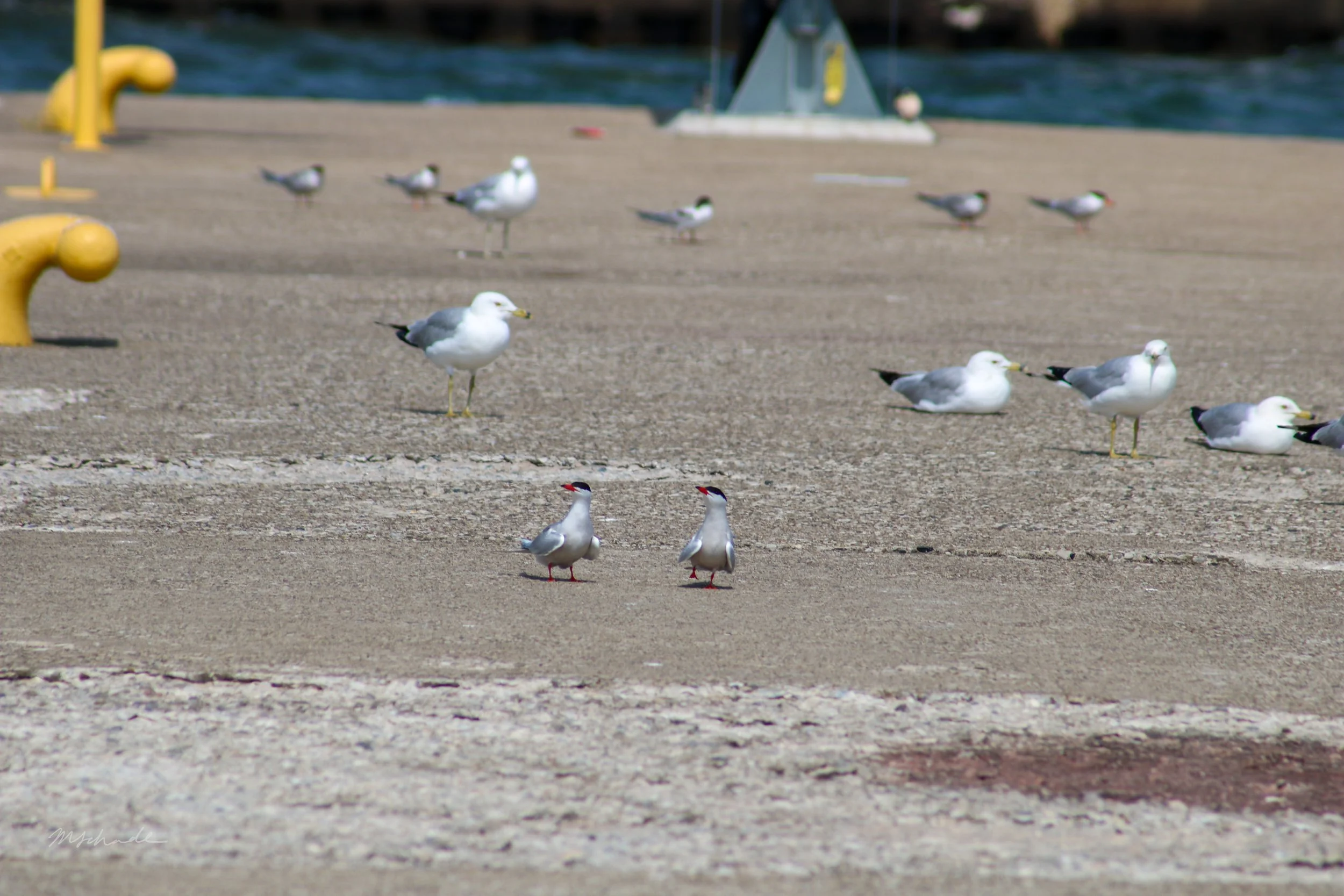 Bronte, ON, 2026-06-30 (+ Ring-billed Gull)