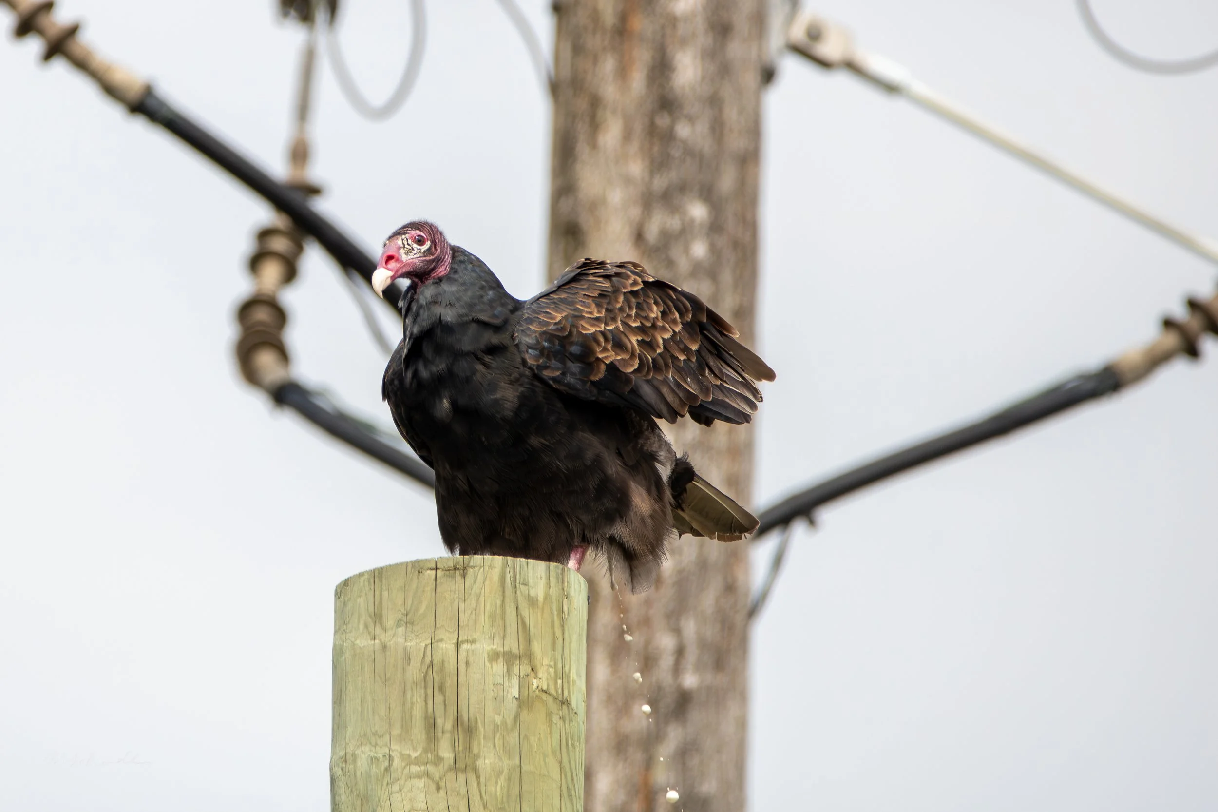 Turkey Vulture pooping.jpg