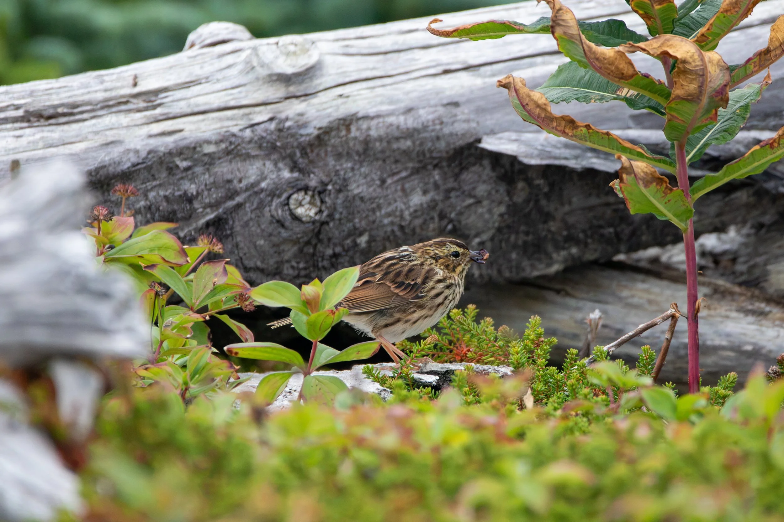Savannah Sparrow