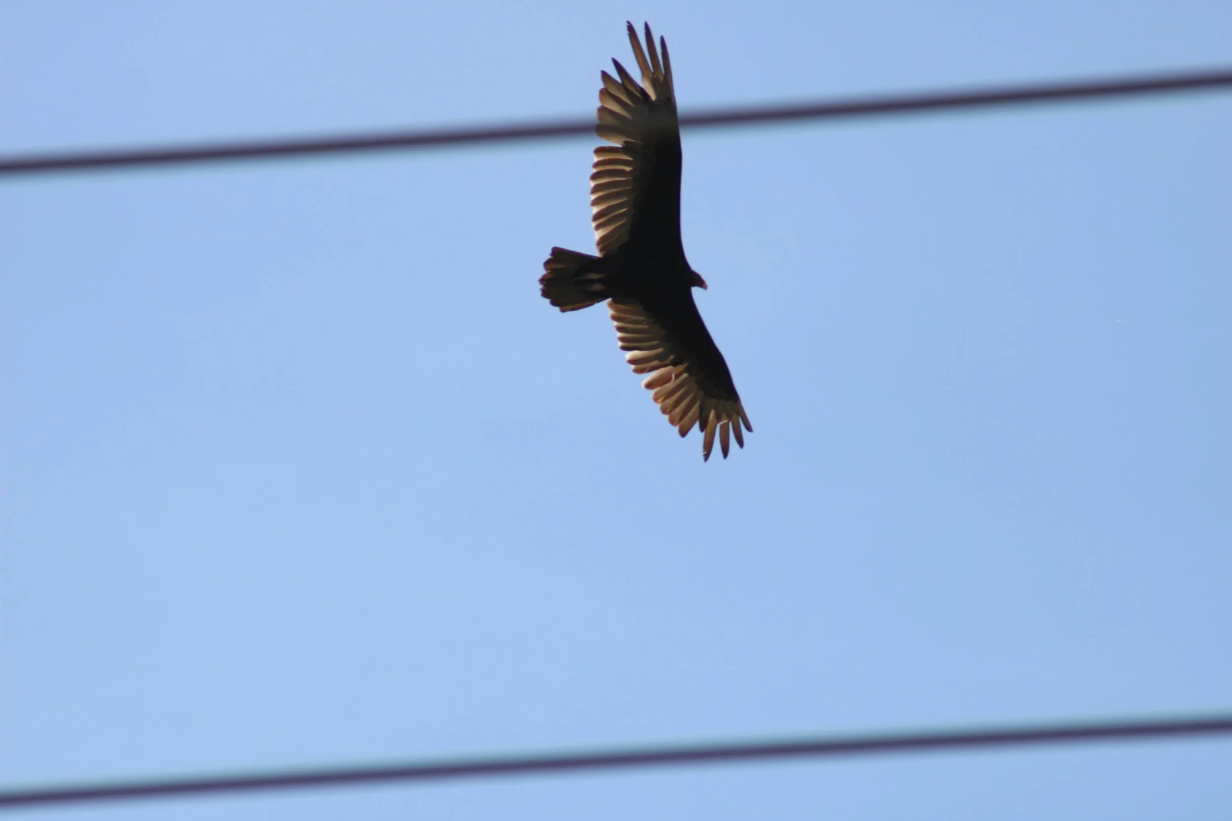 North Dumfries, ON, 2026-06-04