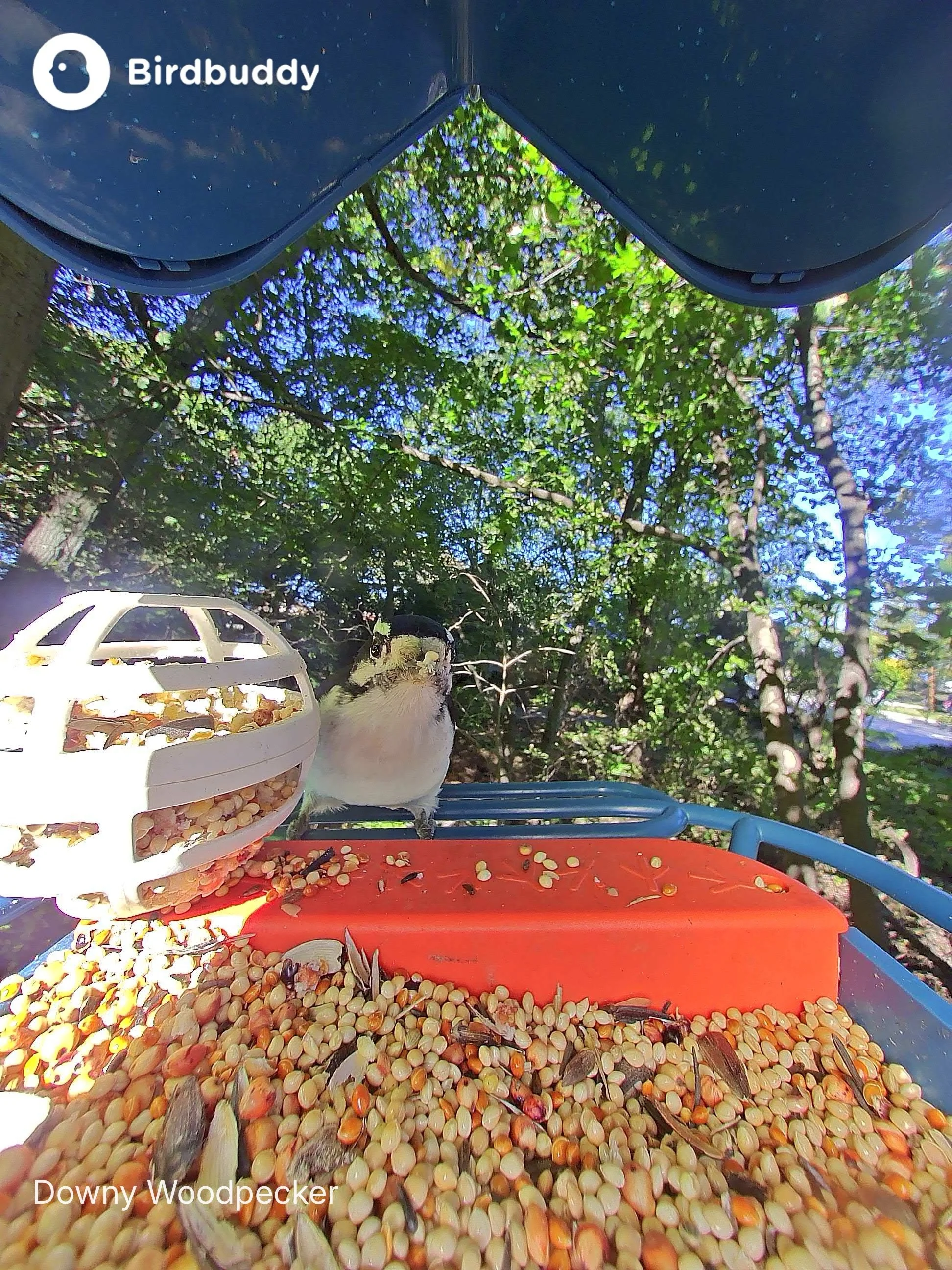 Downy Woodpecker (2).JPG