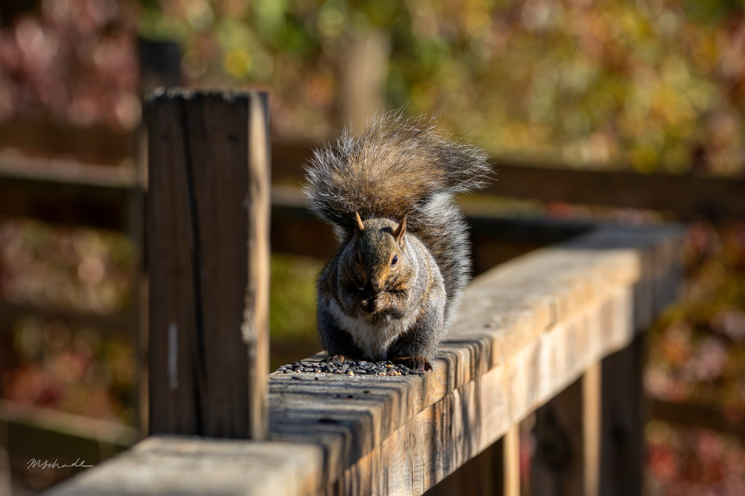 North Dumfries, ON, 2026-10-18 (fat)