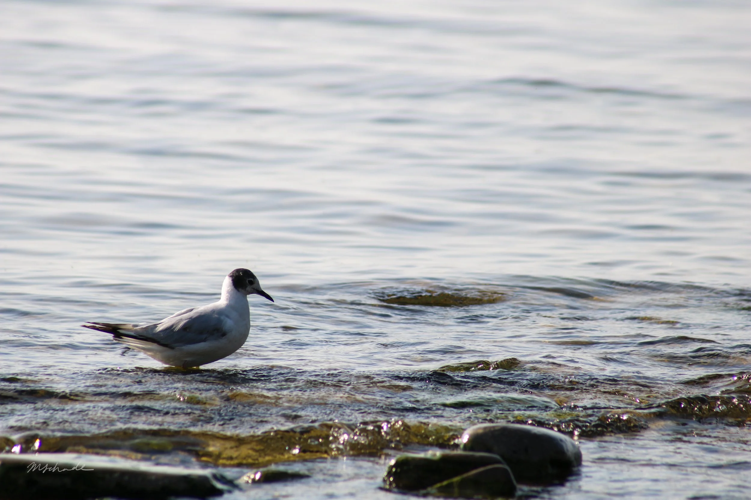 Bronte, ON, 2026-07-01
