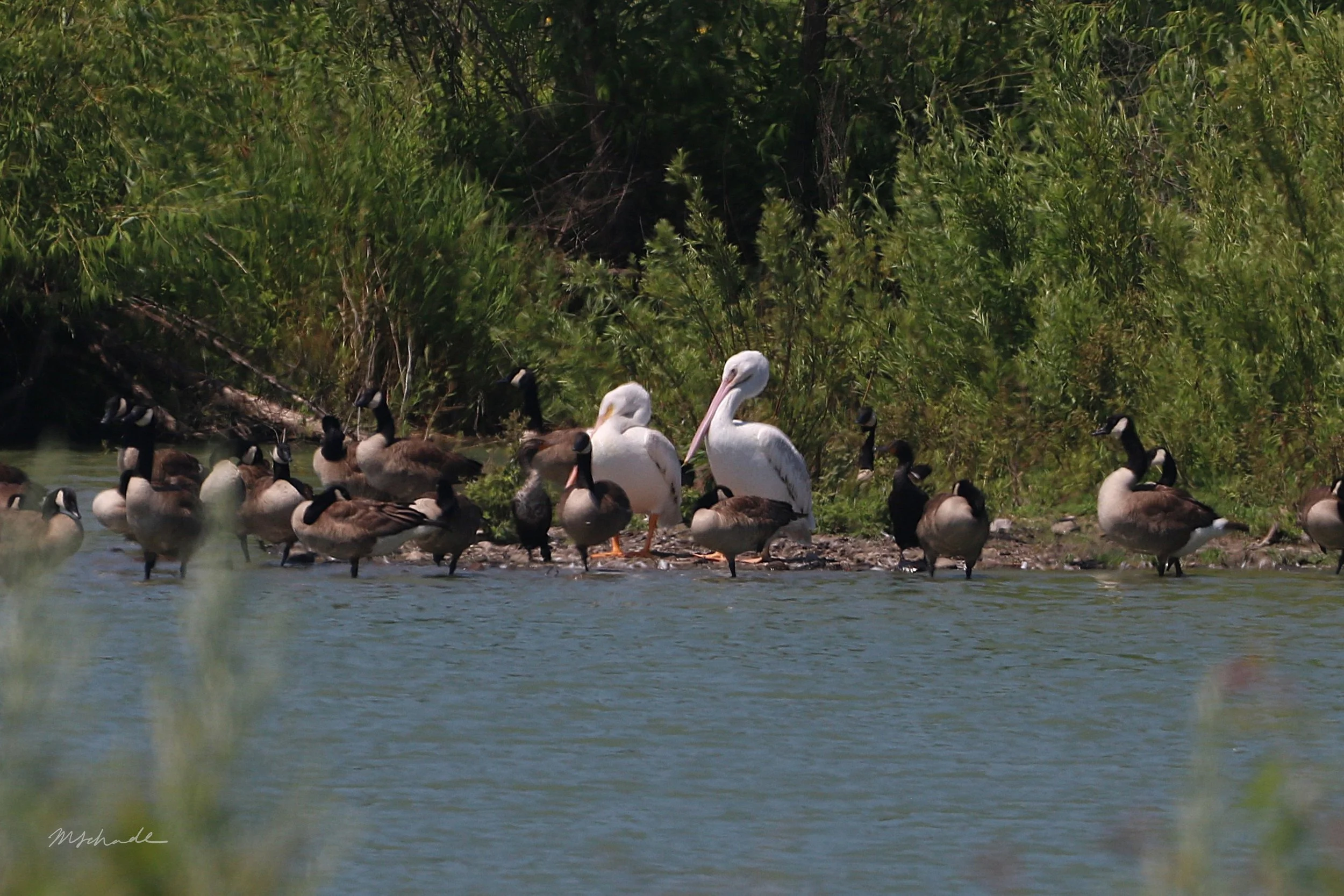Hamilton, ON, 2026-07-12 (+ Canada Goose)