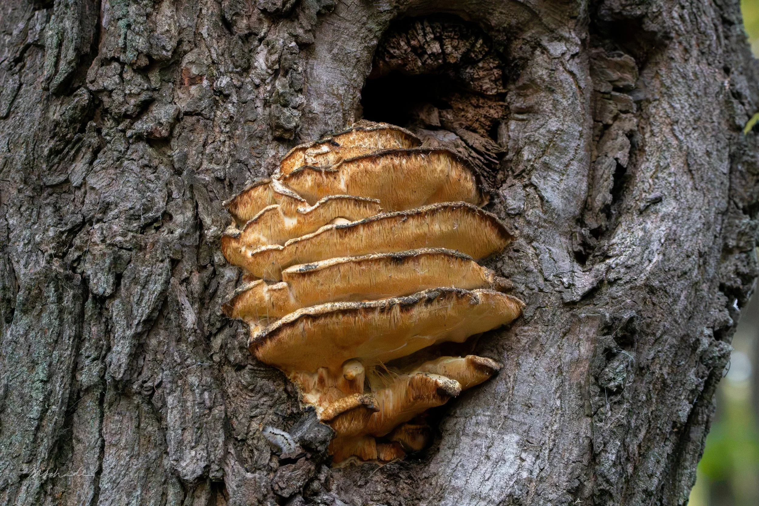 Shelfshroom.jpg