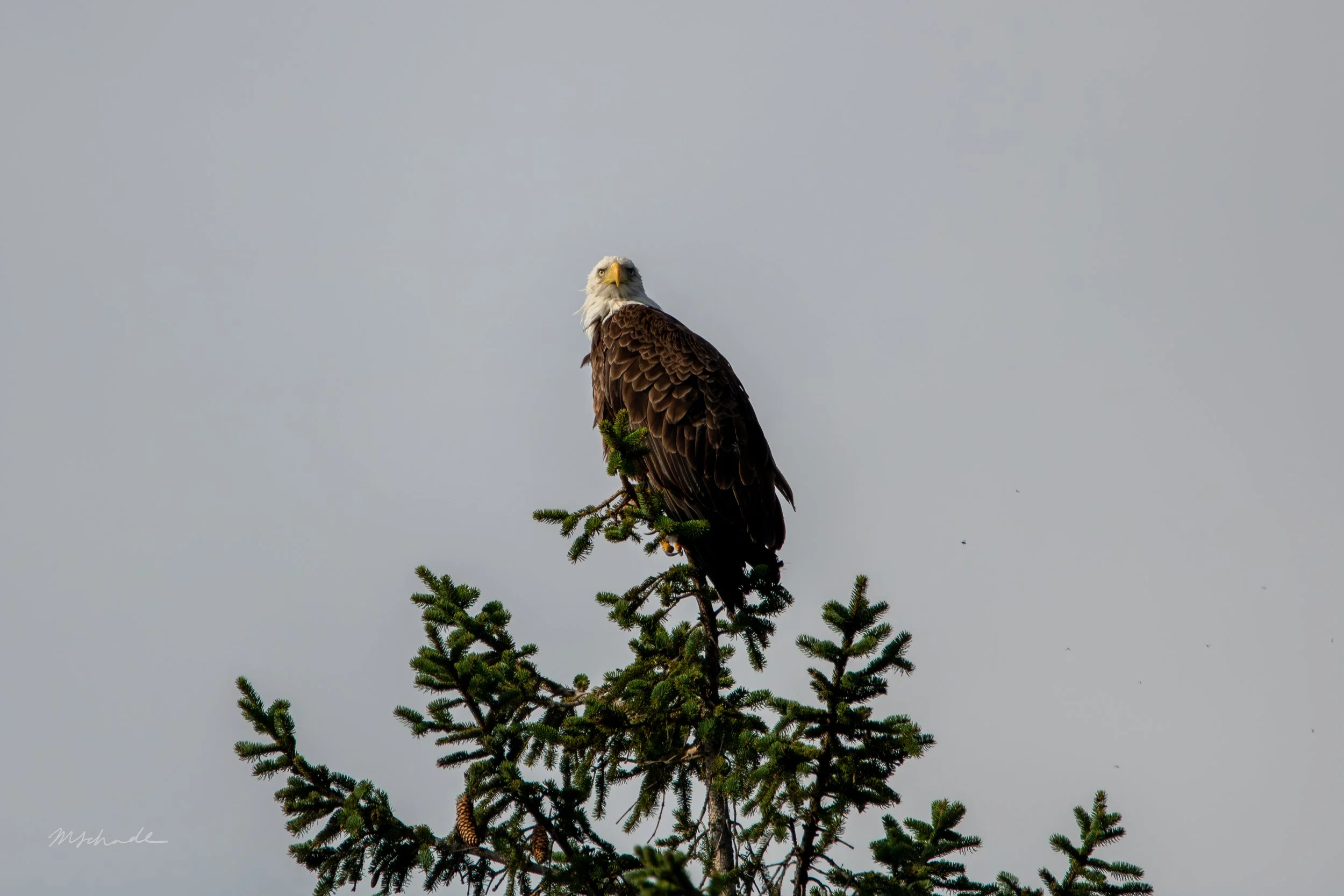 Bald Eagle facing forward.jpg