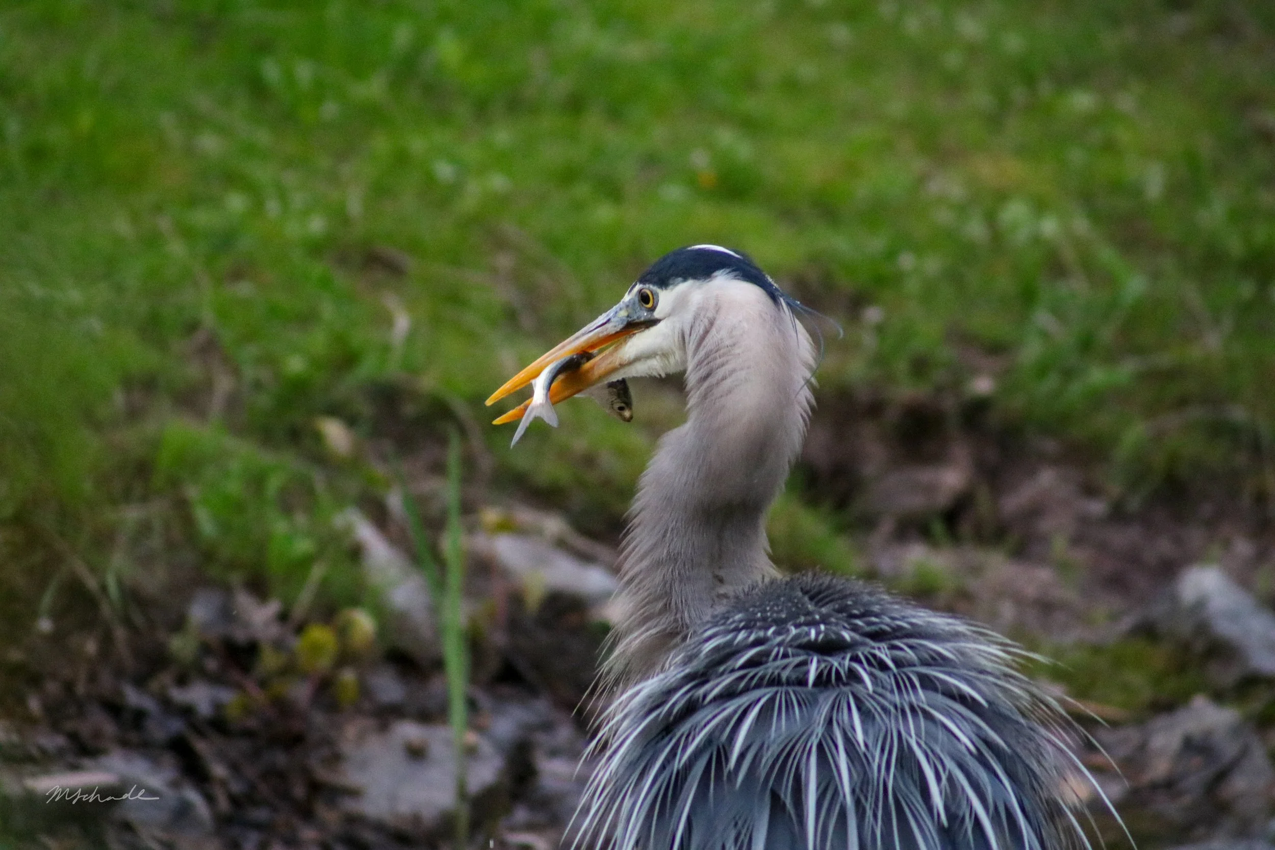 GBH Fish in Mouth 2.jpg