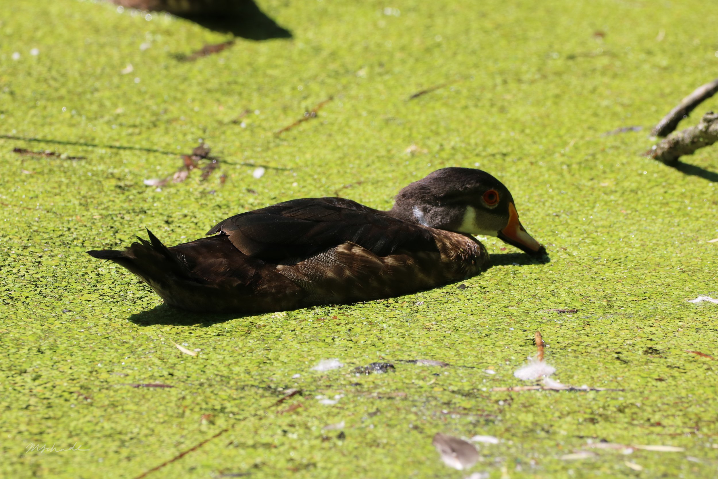 Wood Duck eating.jpg