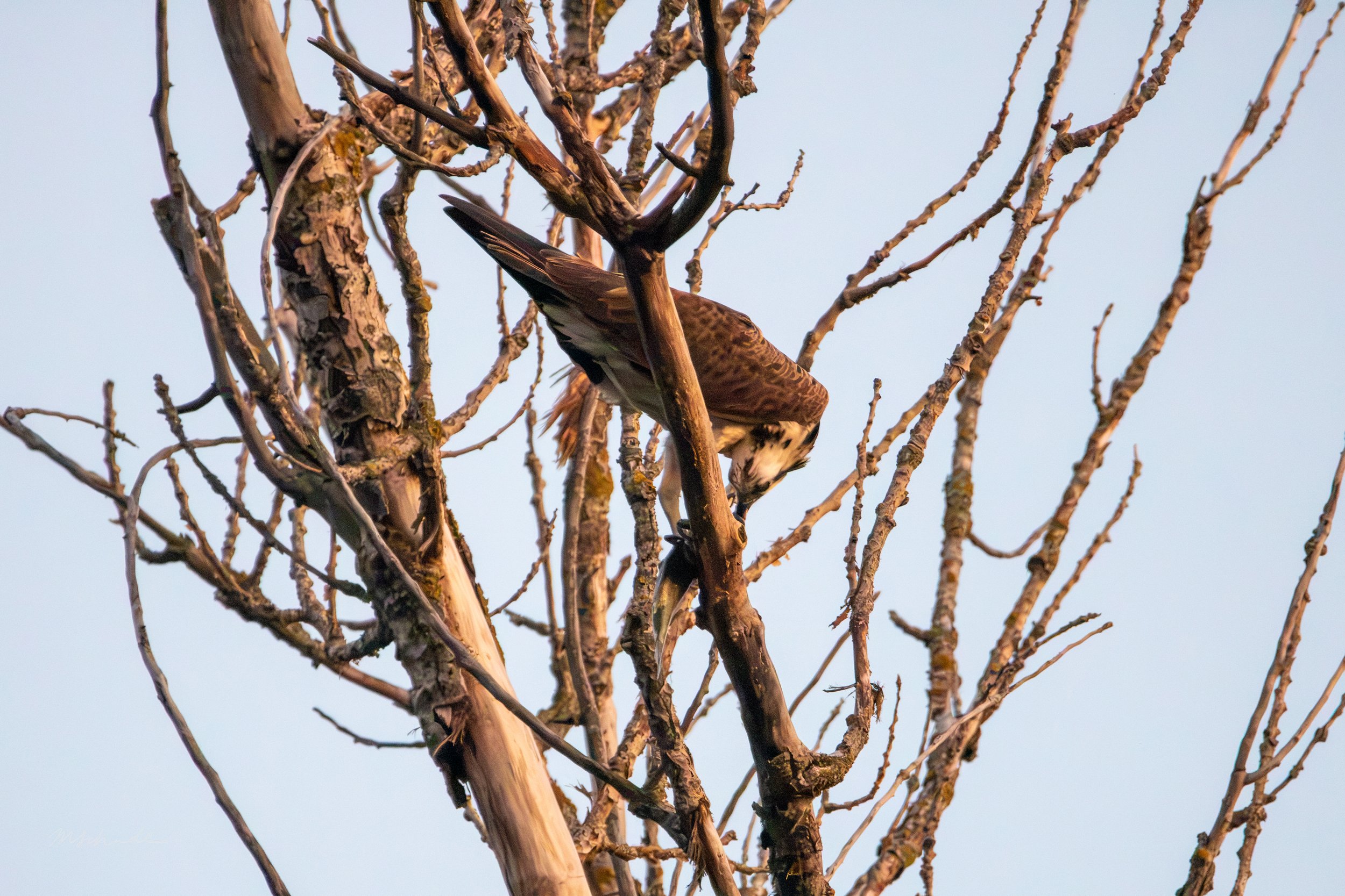 Osprey eating fish.jpg