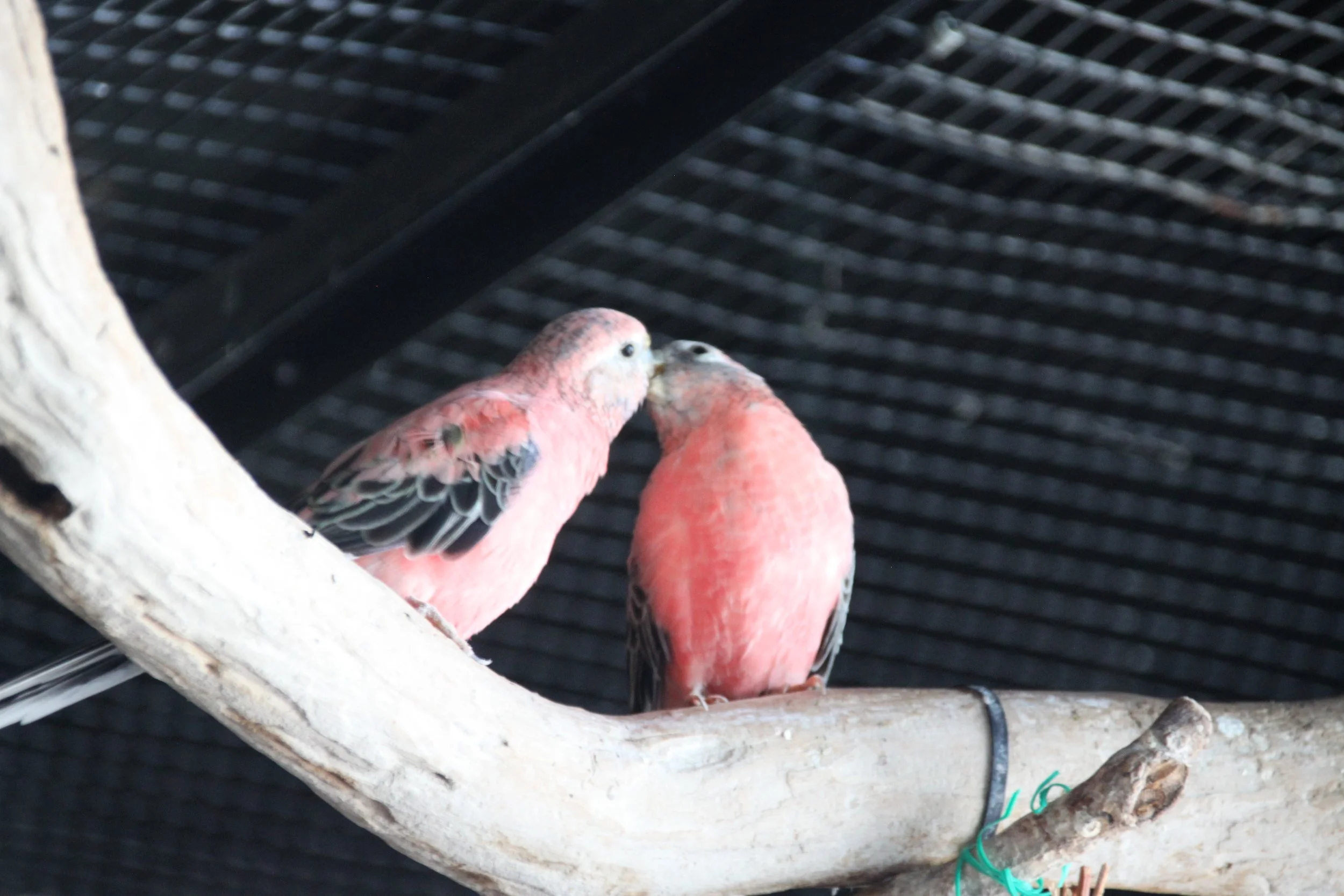 Rosy Bourke's Parrot.JPG