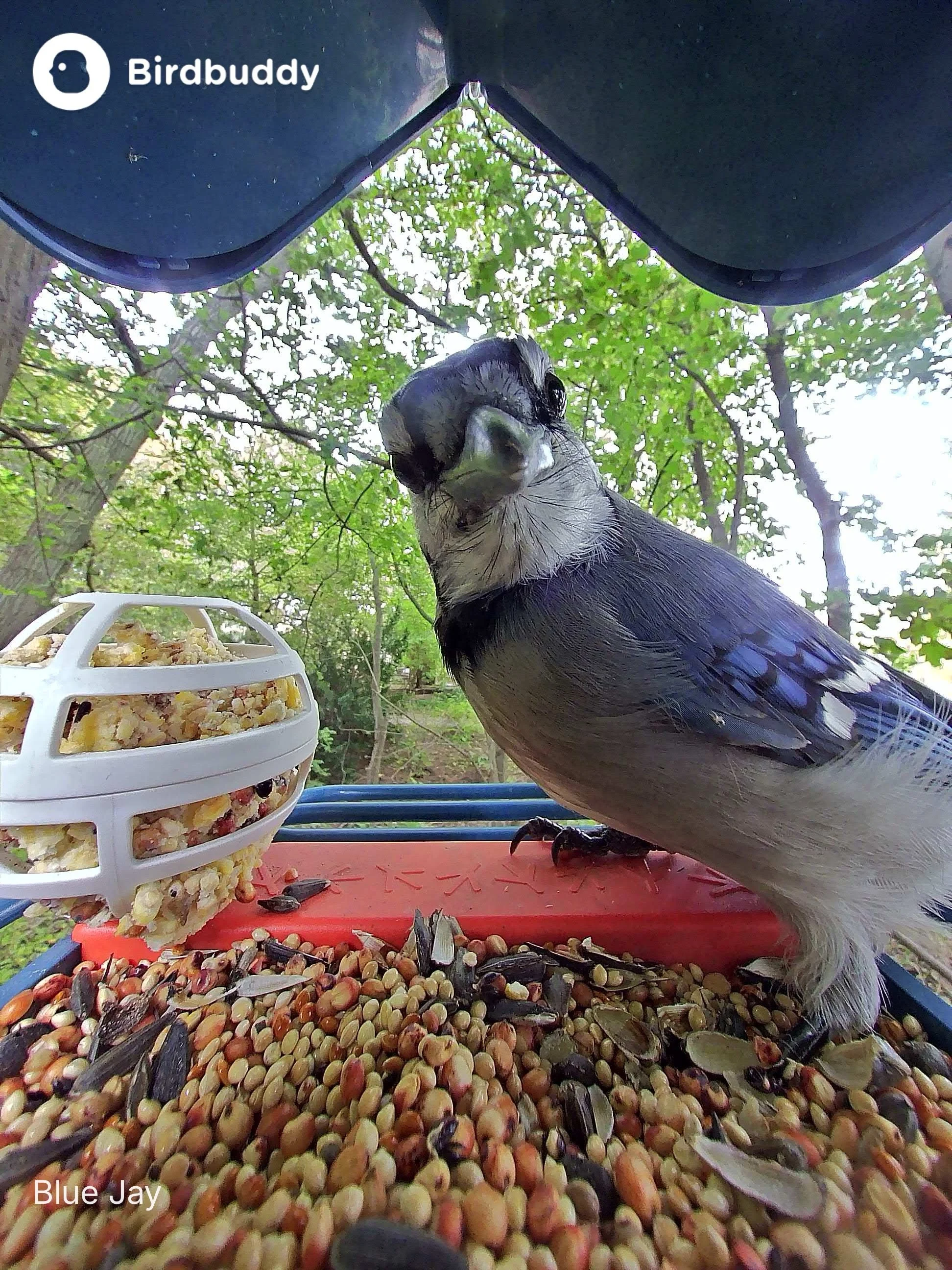 Bluejay birdbuddy (2).JPG