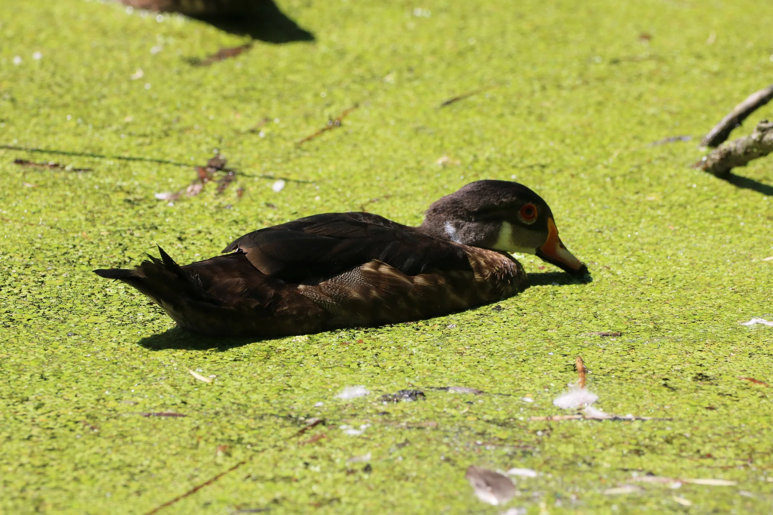Wood Duck eating duckweed