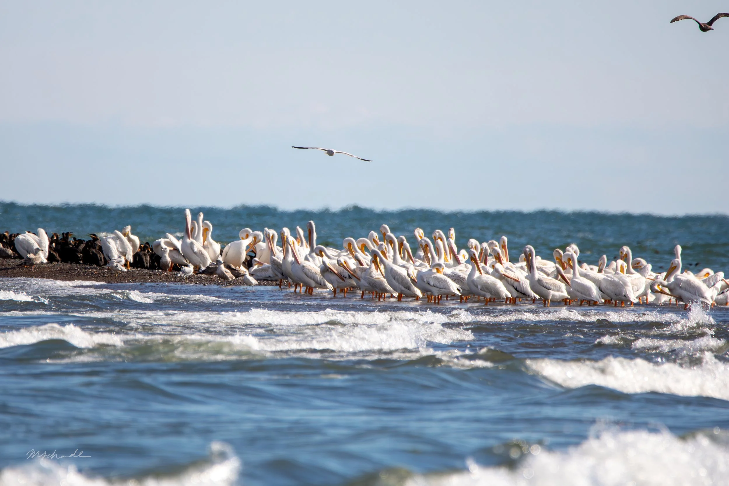 Pelee Island, ON, 2026-09-18 (+ Double-crested Cormorant)
