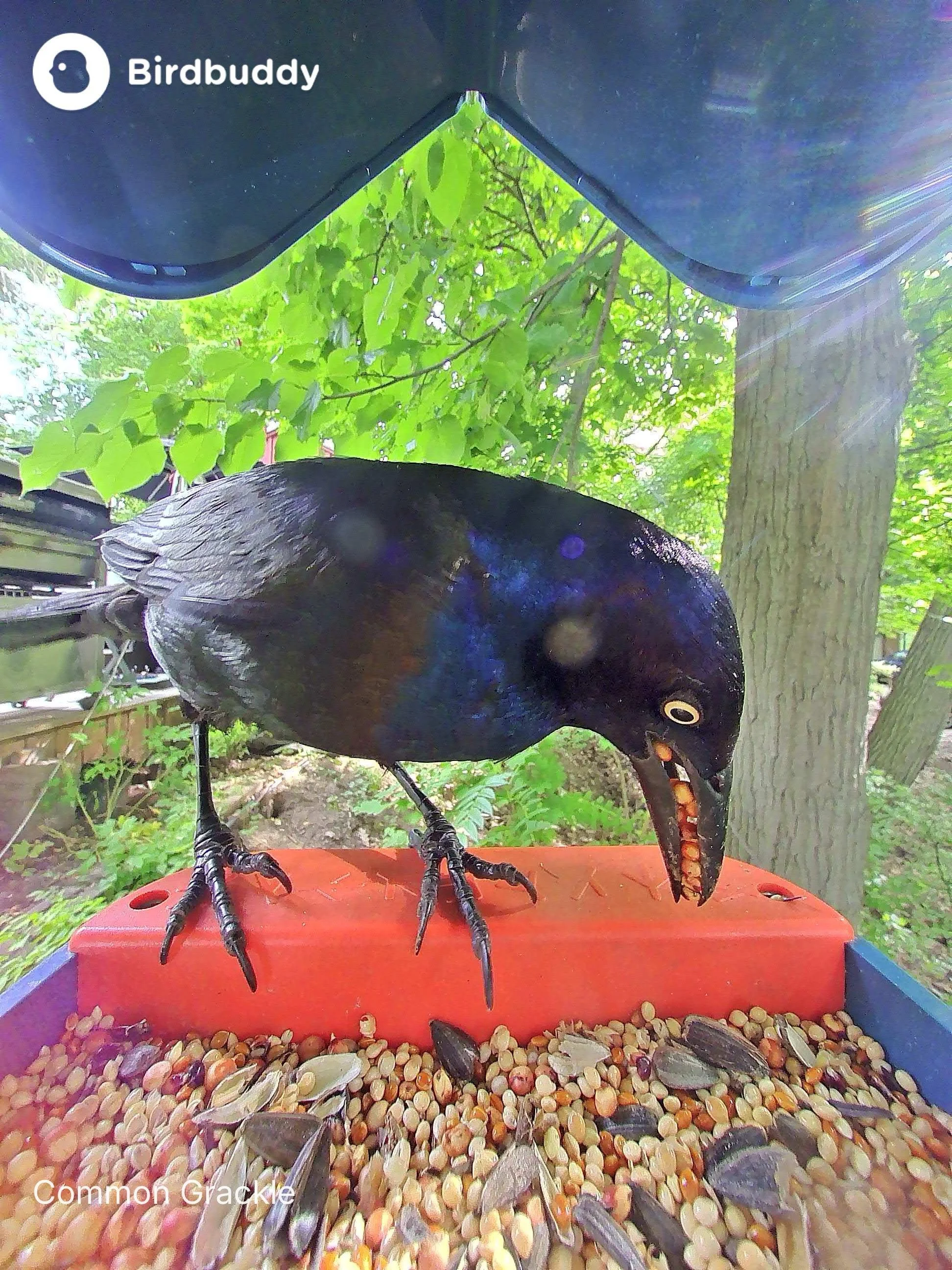 Grackle his greed sickens me.jpeg