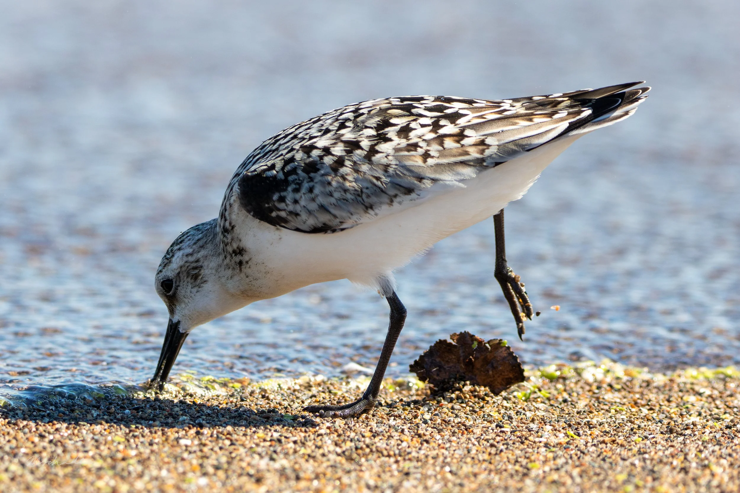 Point Pelee NP, ON, 2026-09-18