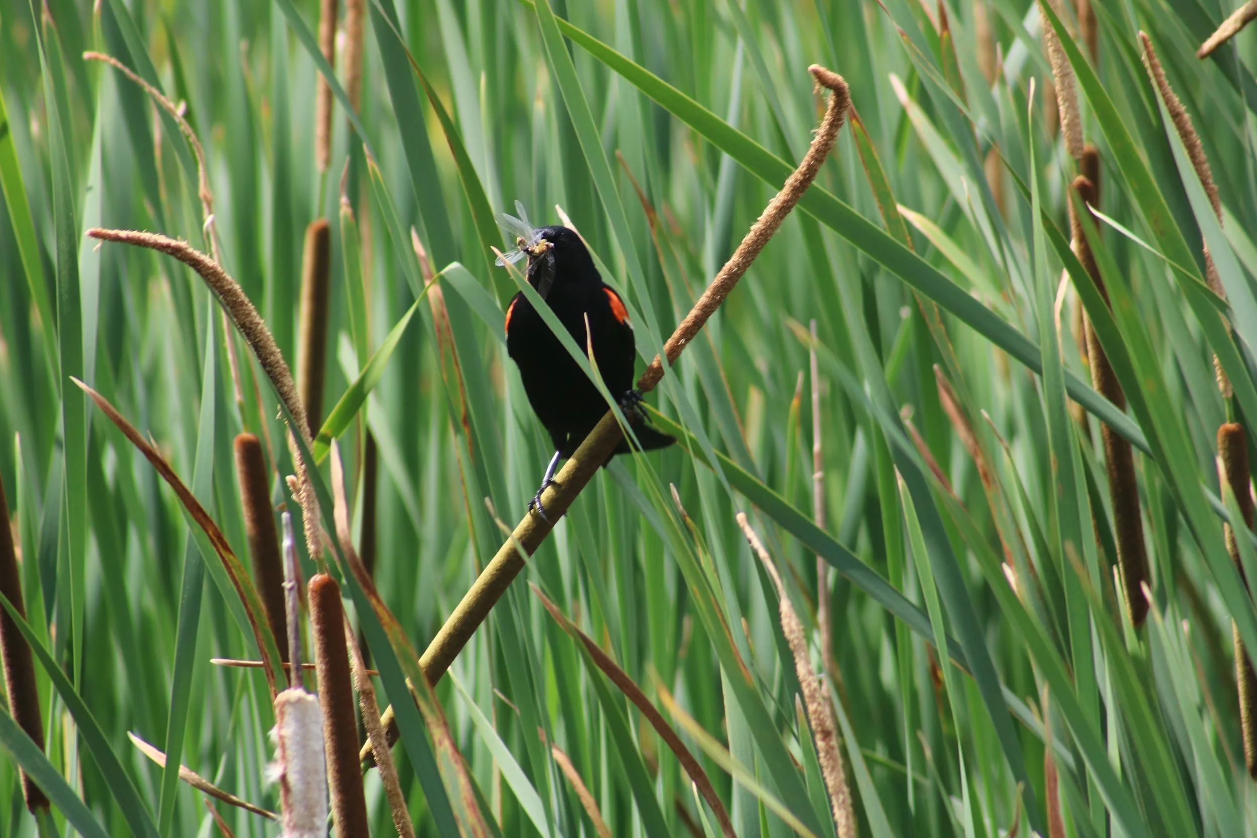 IMG_4477.JPG