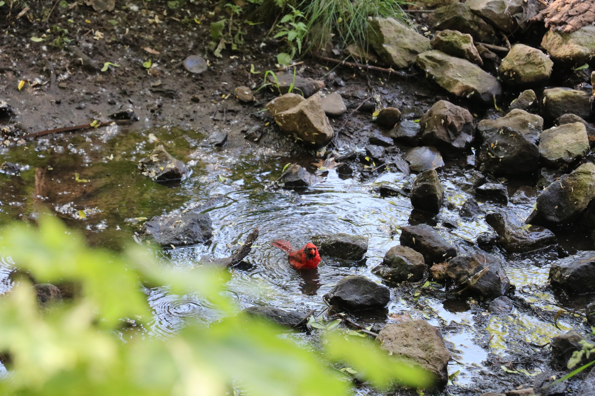 Northern Cardinal Bath.JPG