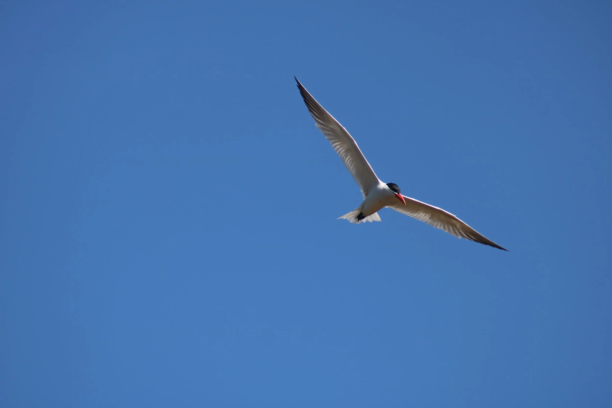 IMG_3316.JPG