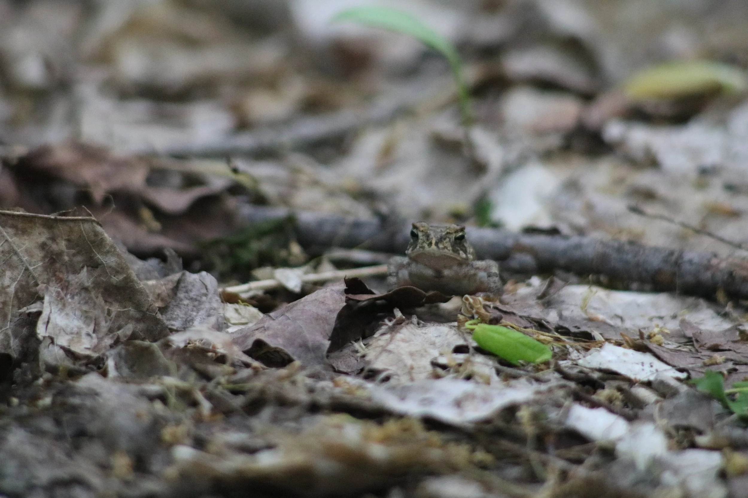 Baby frog close up.JPG