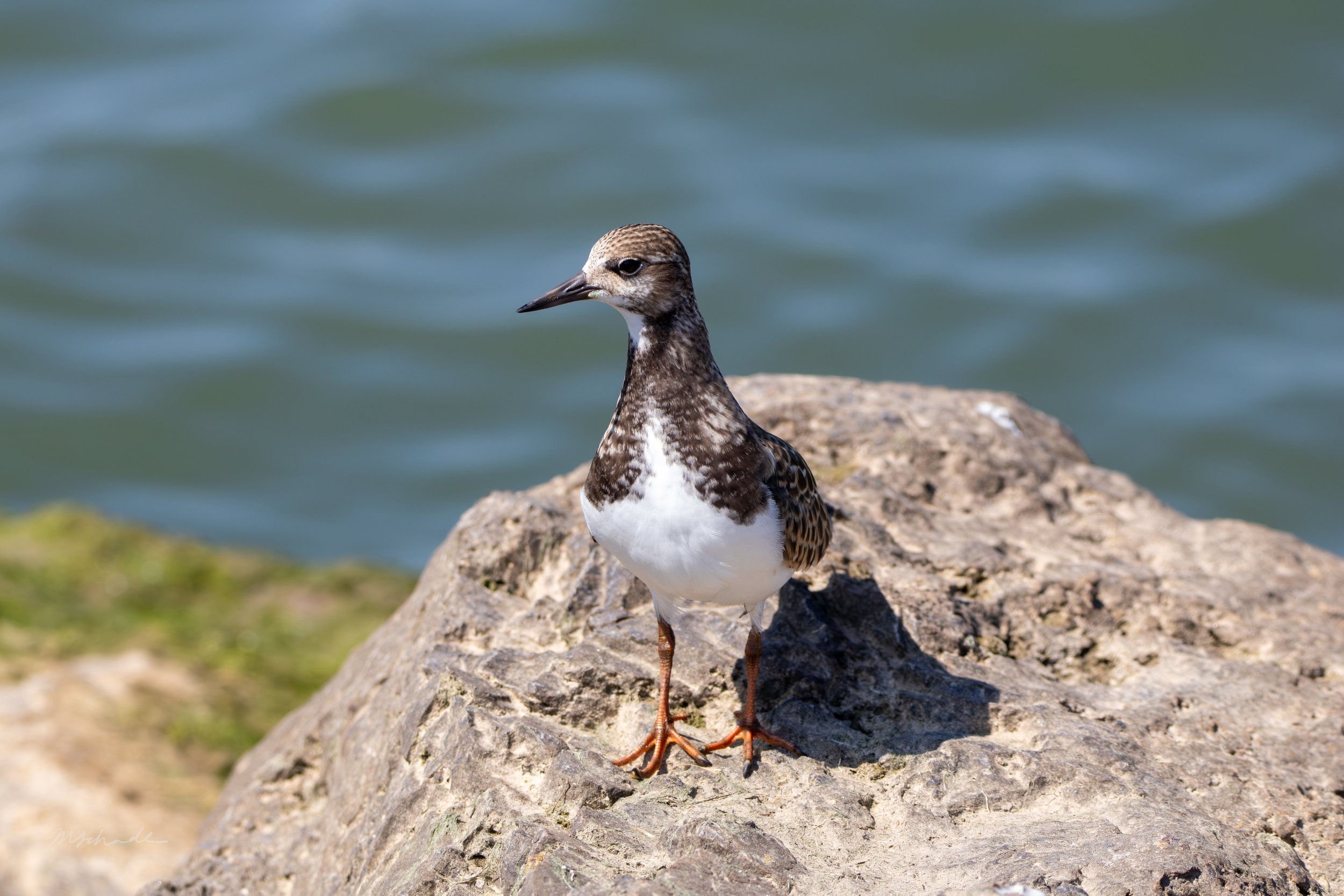Port Dalhousie, ON, 2026-08-29