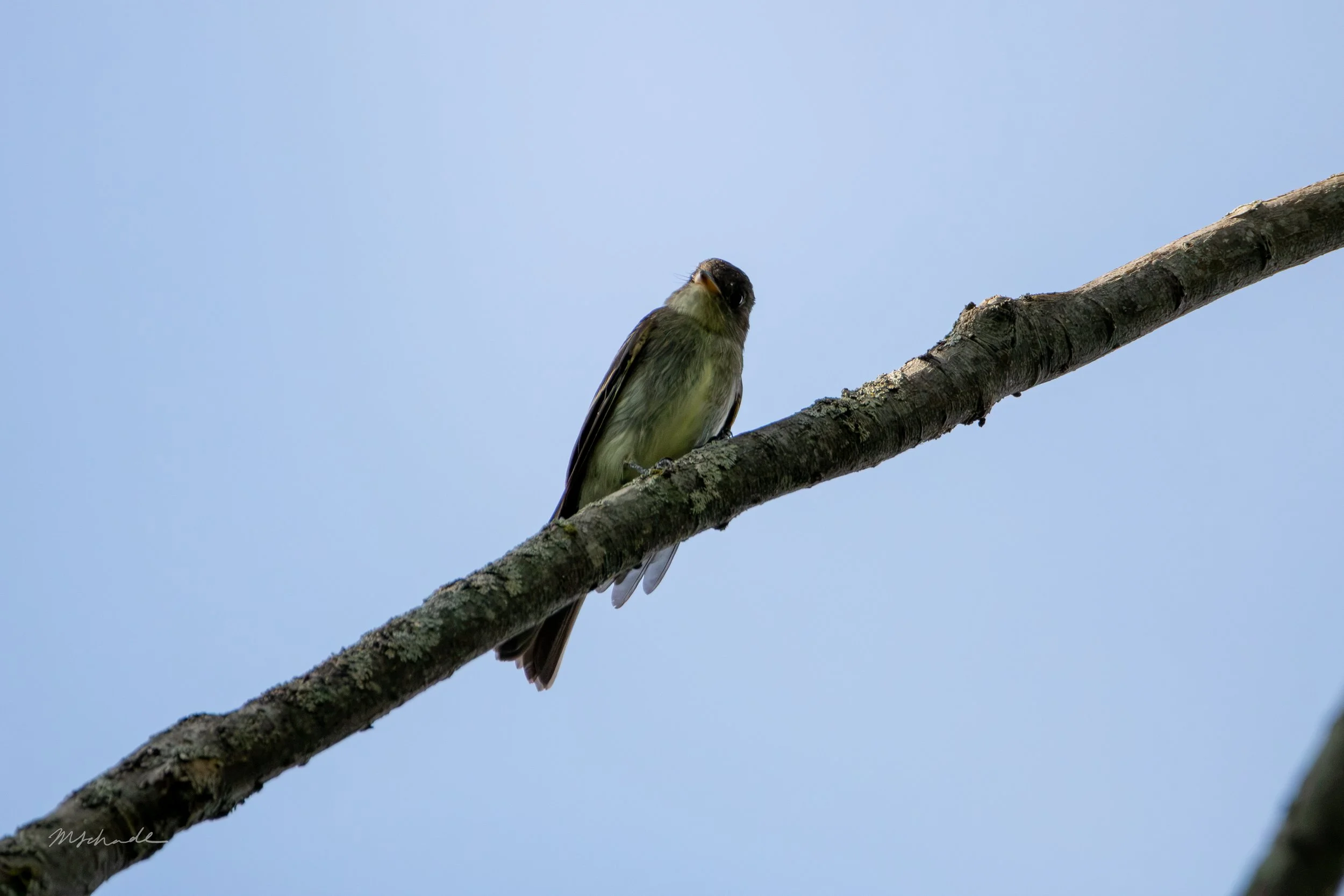 Pelee Island, ON, 2026-09-18
