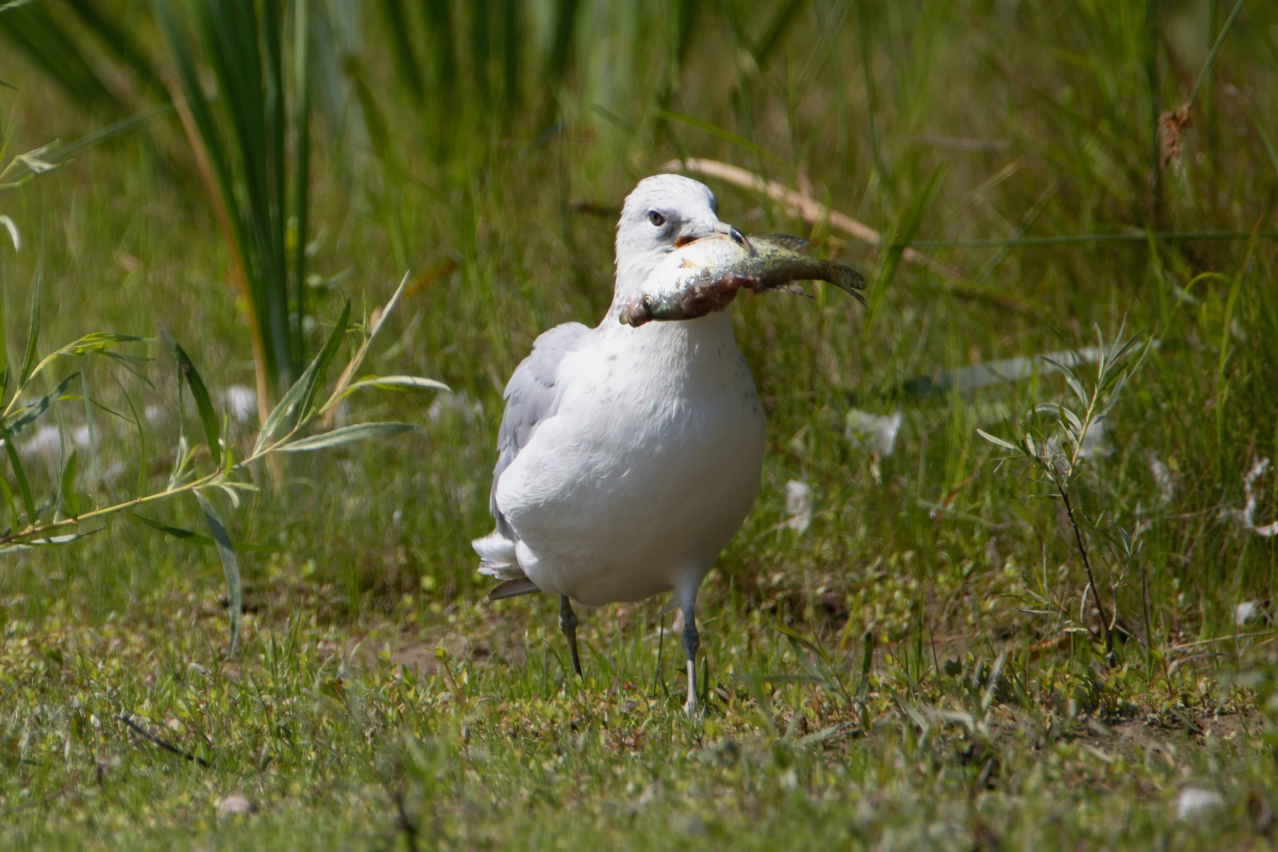 Ring-billed Gull with a fish too big