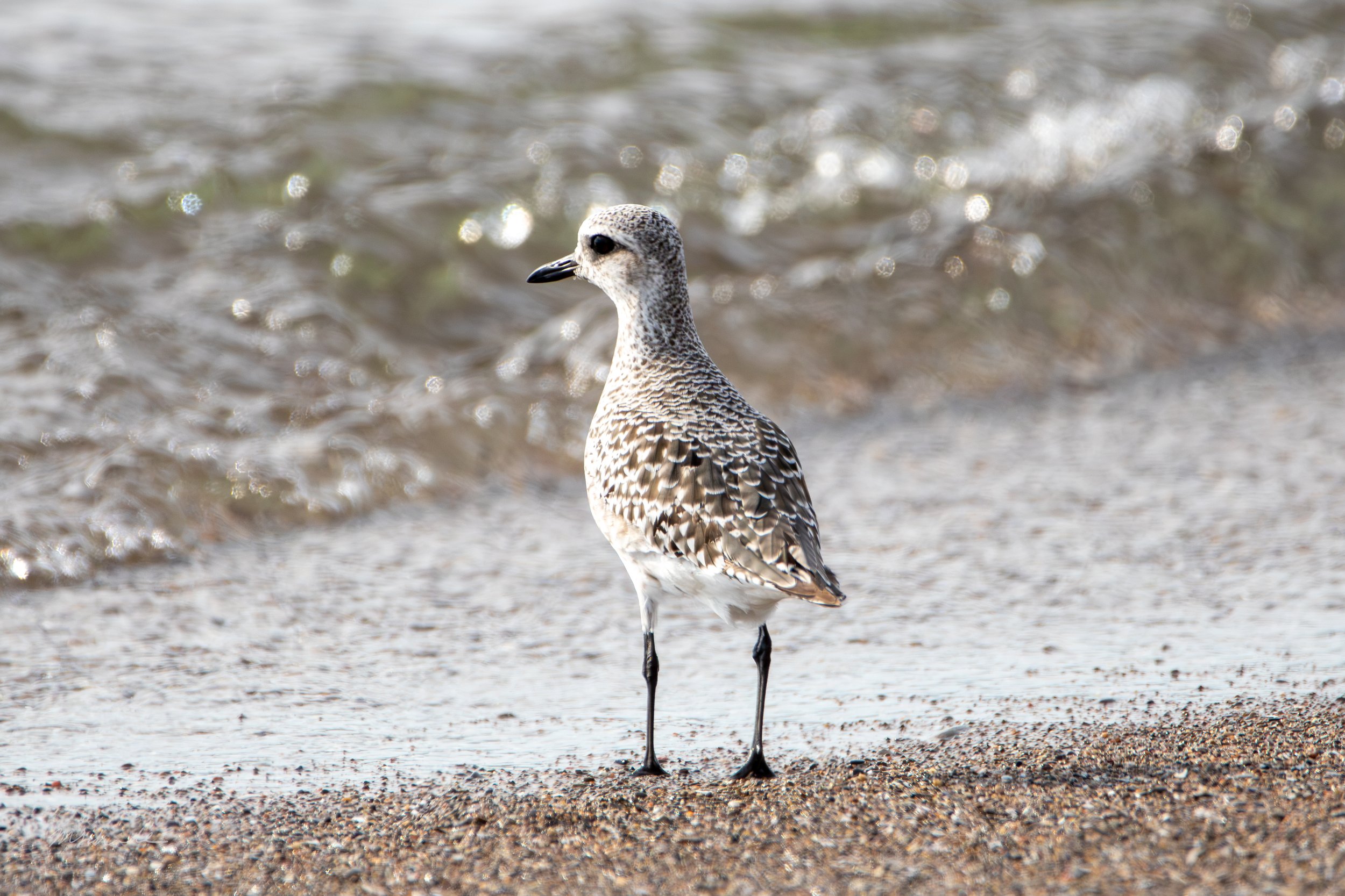 Pelee Island, ON, 2026-09-18