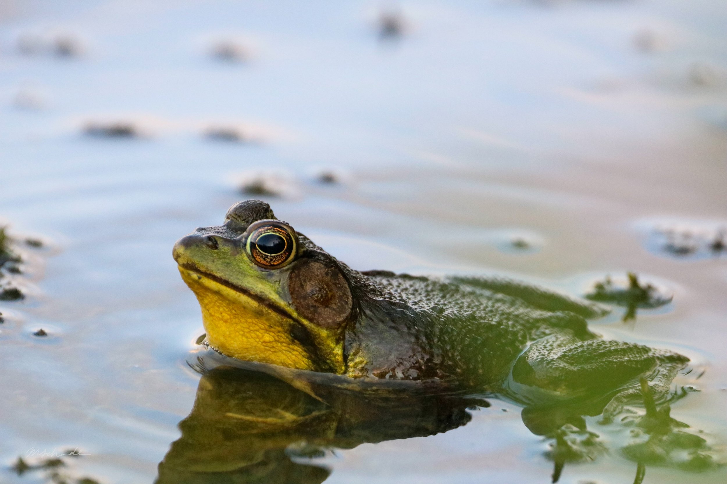 Bullfrog, Waterloo, ON, 2026-07-06