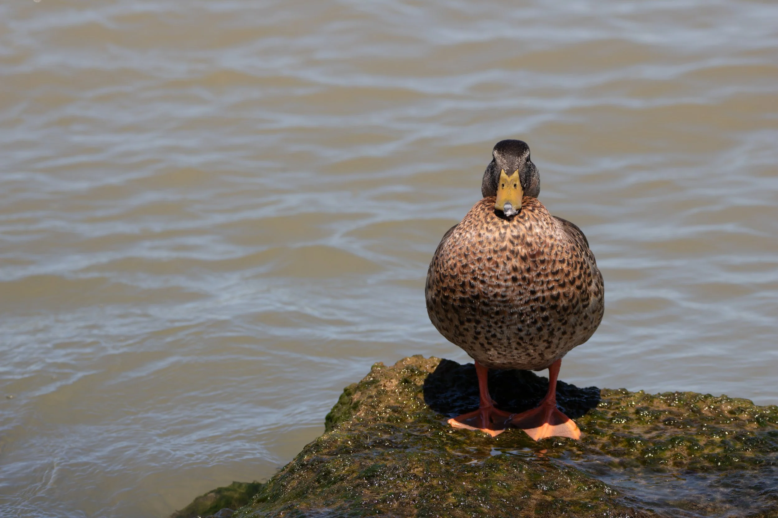 Mallard Funny.jpg