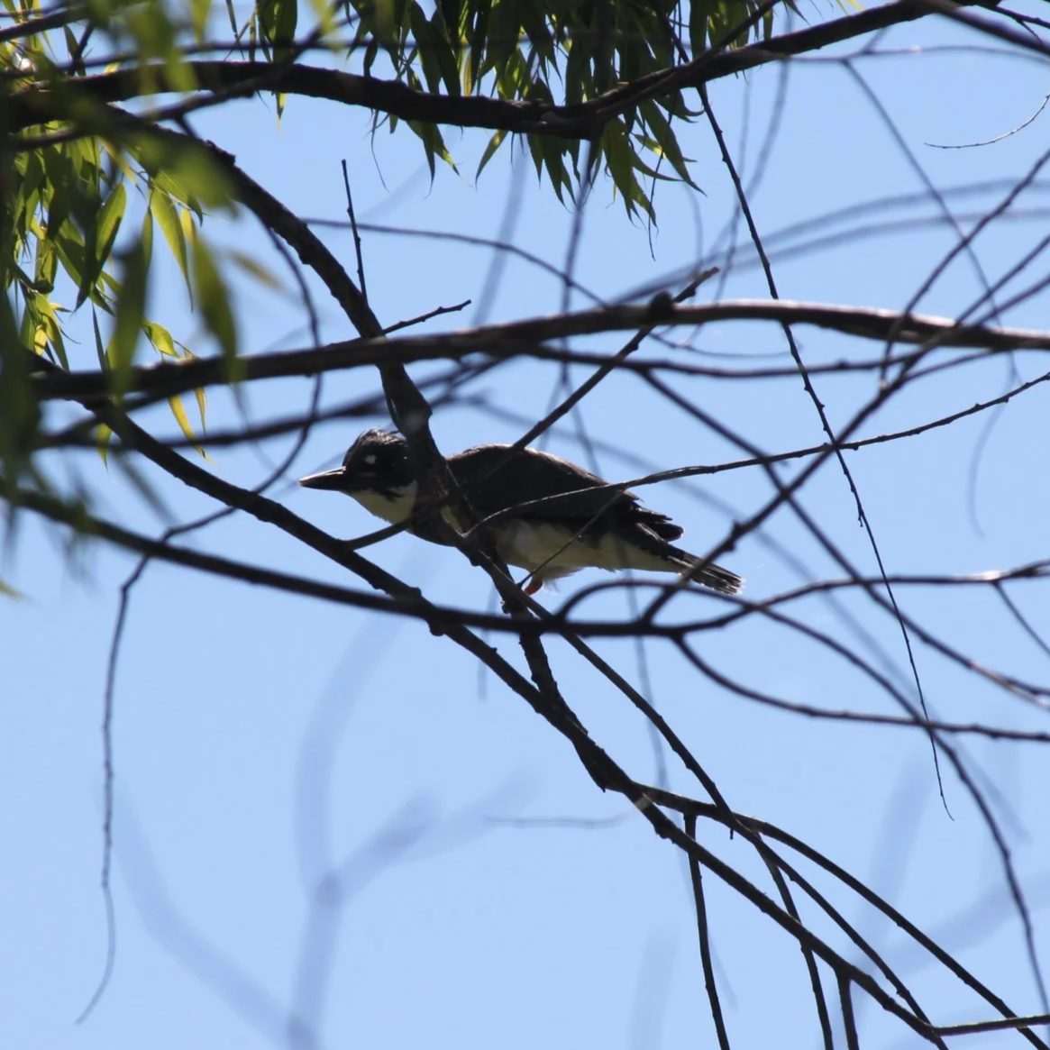 #2 Belted Kingfisher