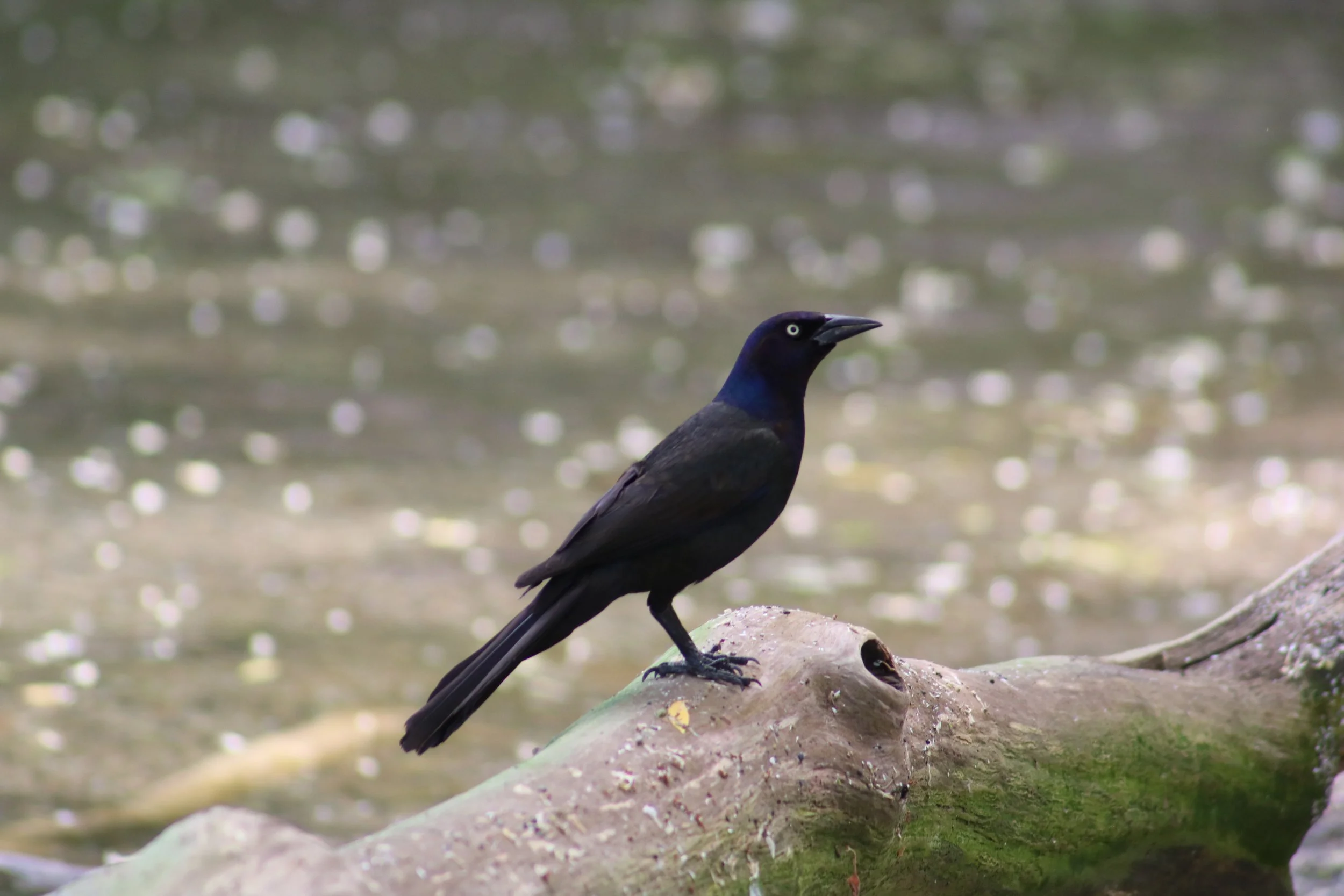 IMG_3649.JPG