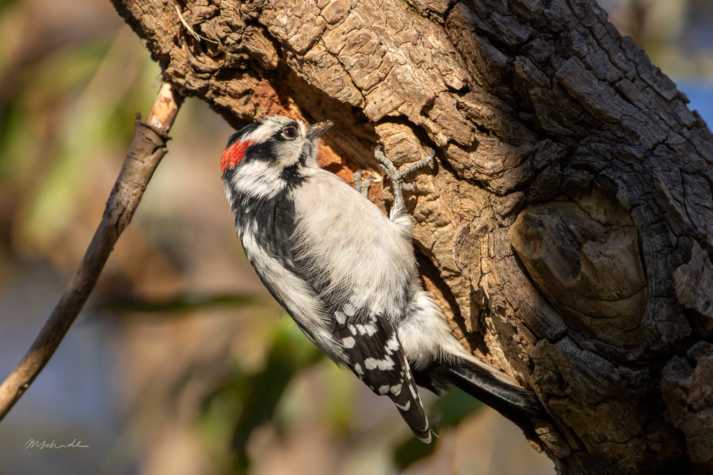 Downy Woodpecker (7).jpg