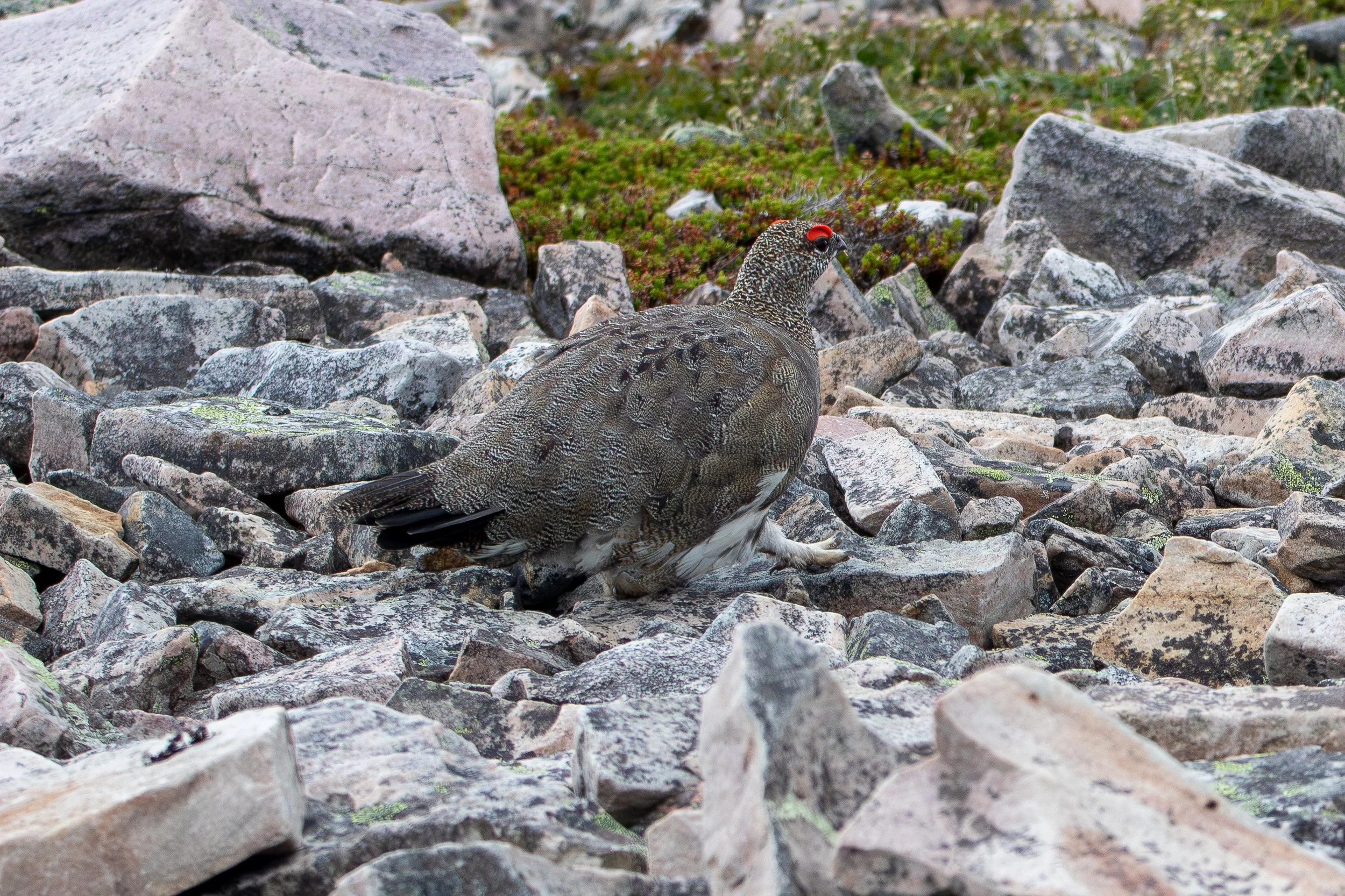 Gros Morne Summit, NL, 2026-08-13