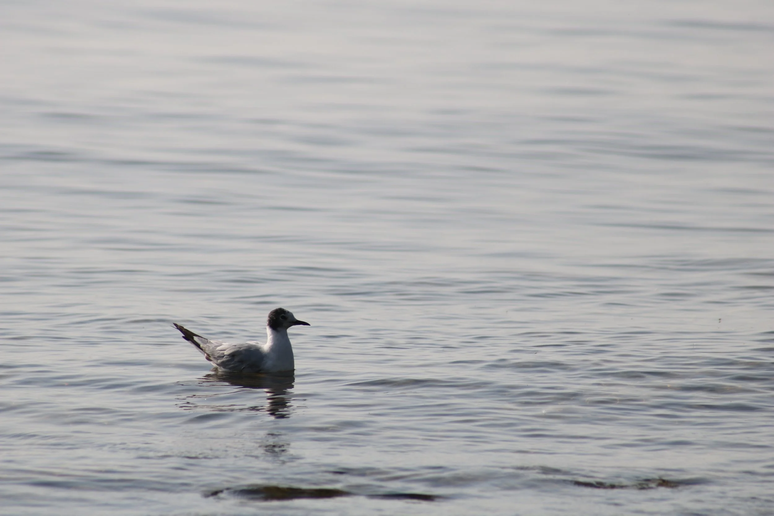 Bronte, ON, 2026-07-01
