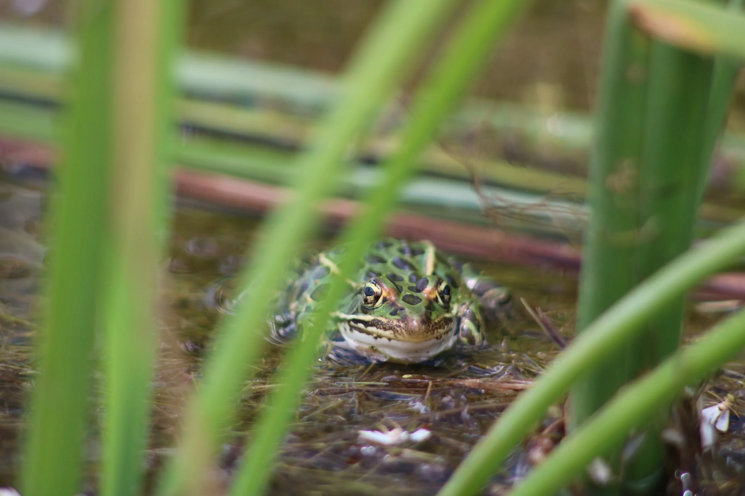 Leopard Frog, Waterloo, ON, 2026-06-27