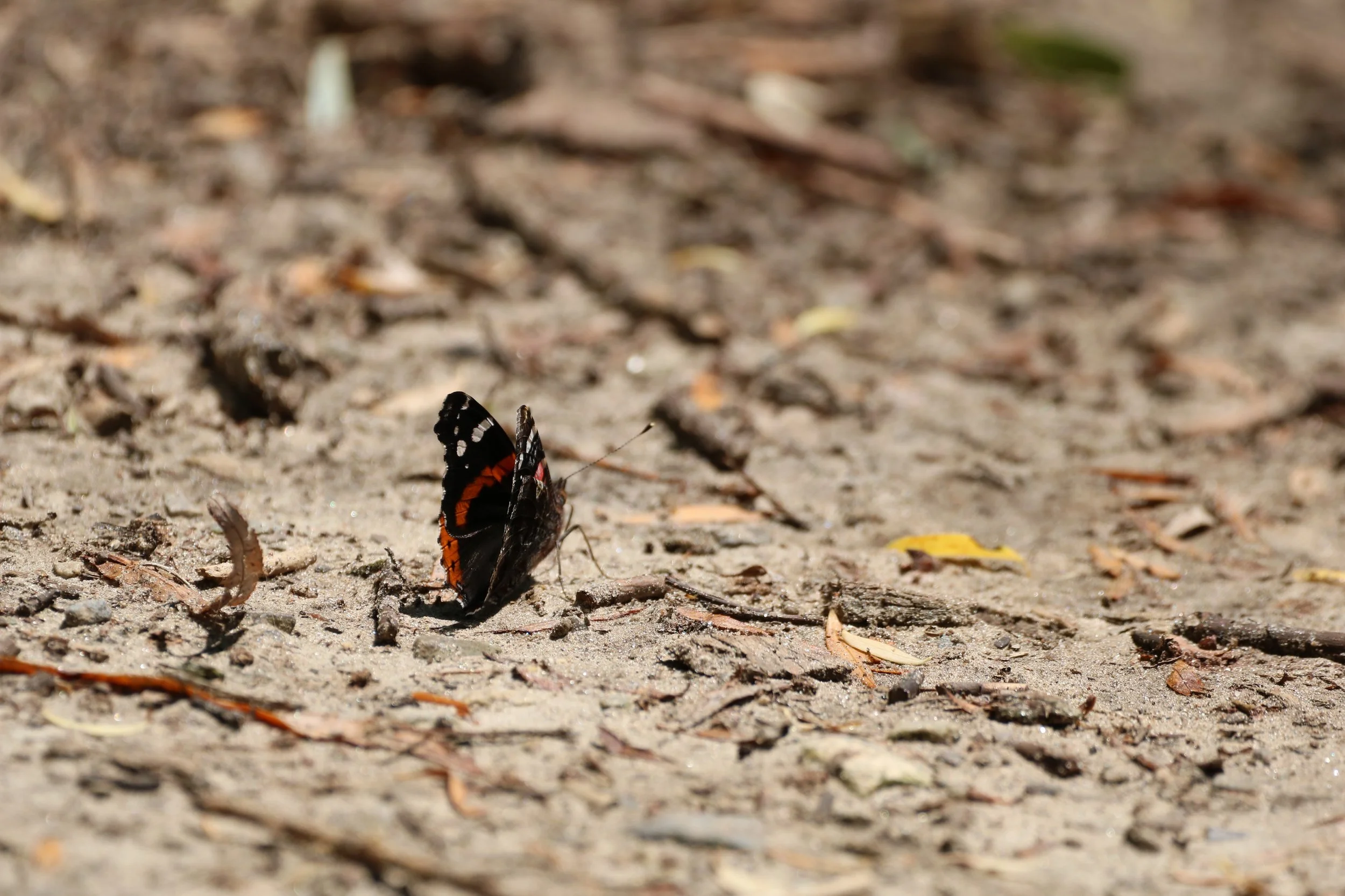 Red Admiral
