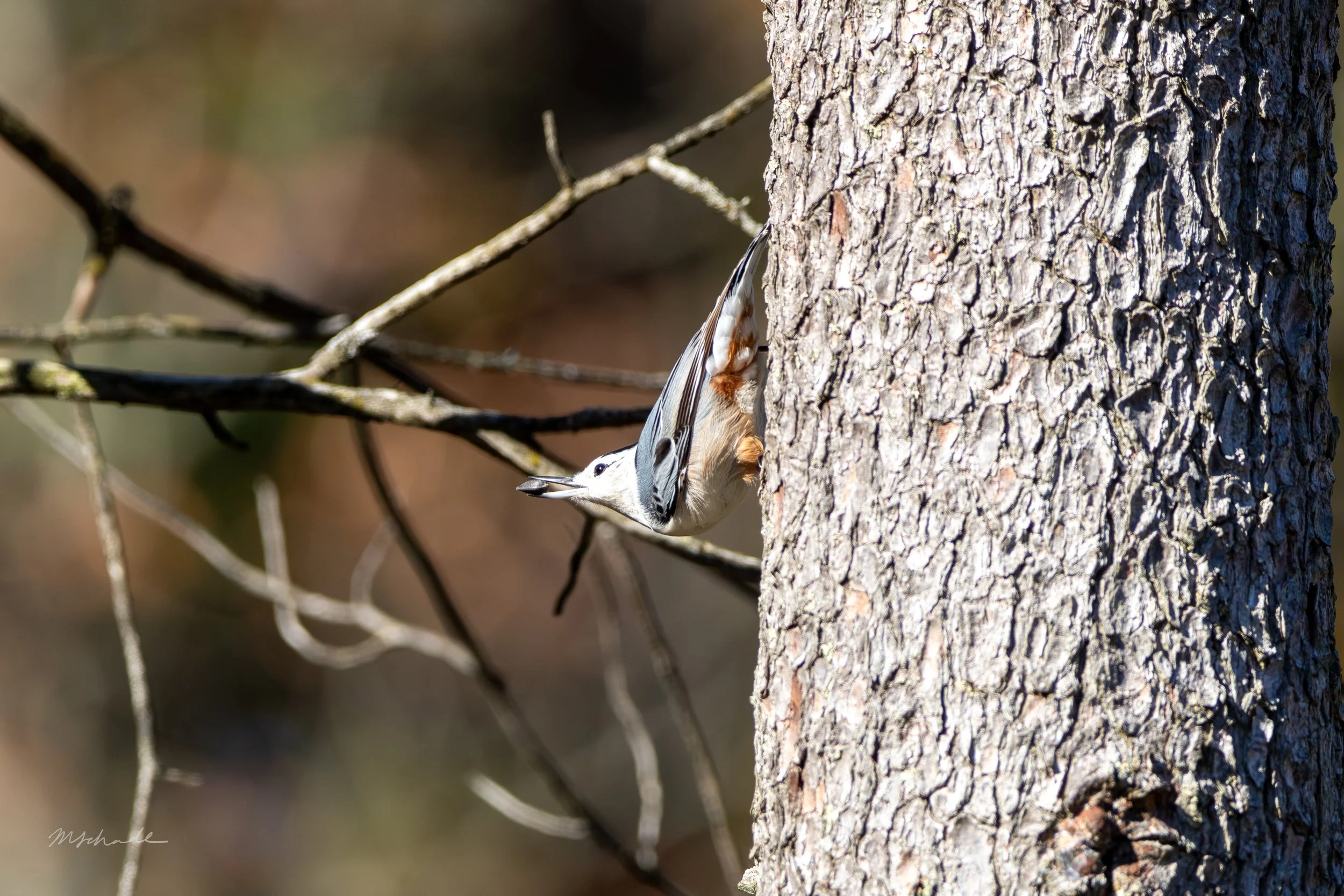 White-breasted Nuthatch eating seed (2).jpg