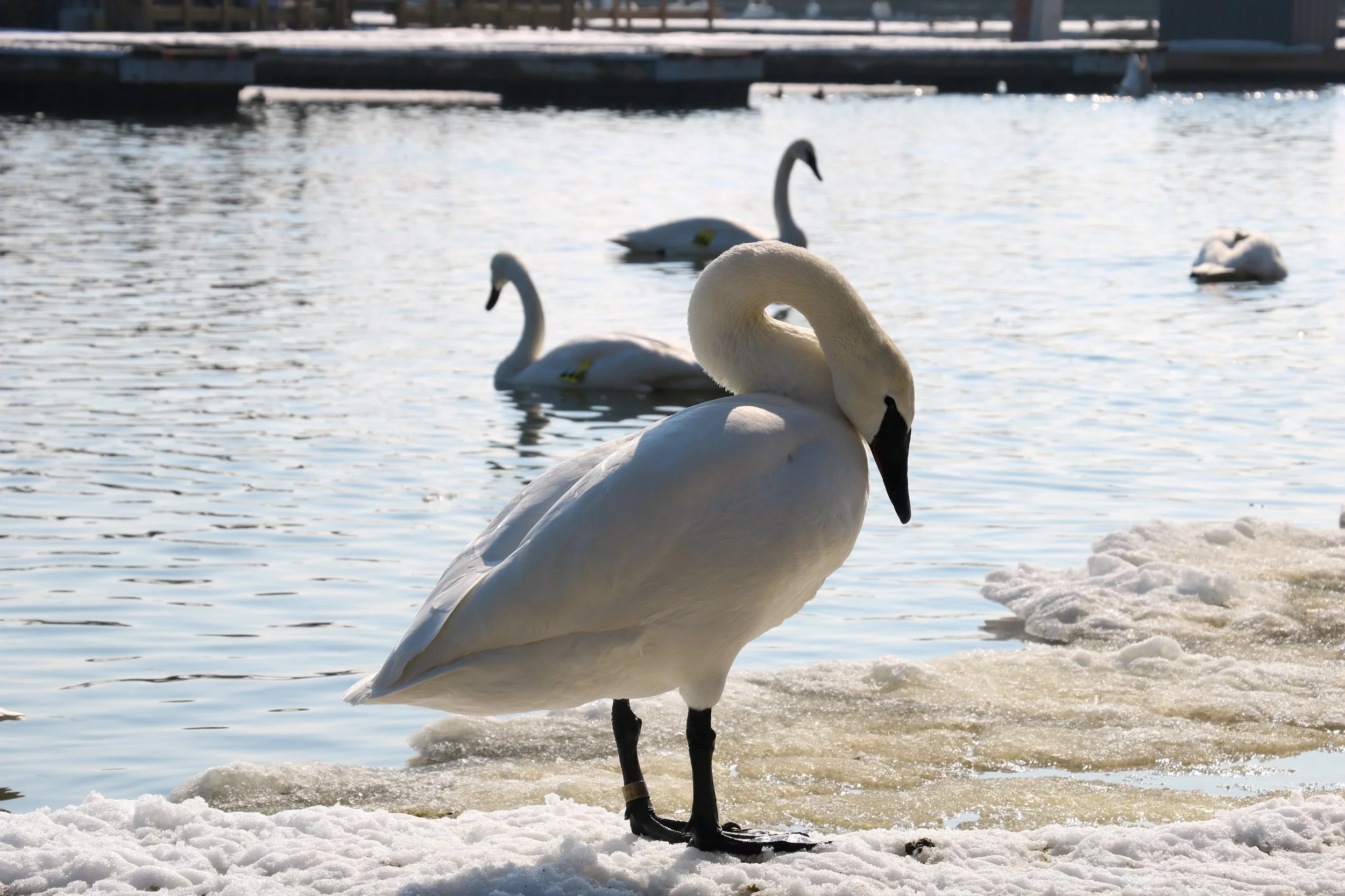 Burlington, ON, 2026-02-17 