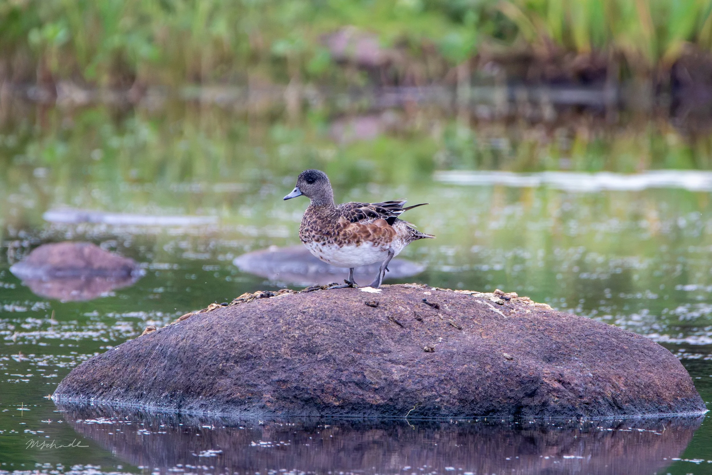 Gros Morne NP, NL, 2026-08-17