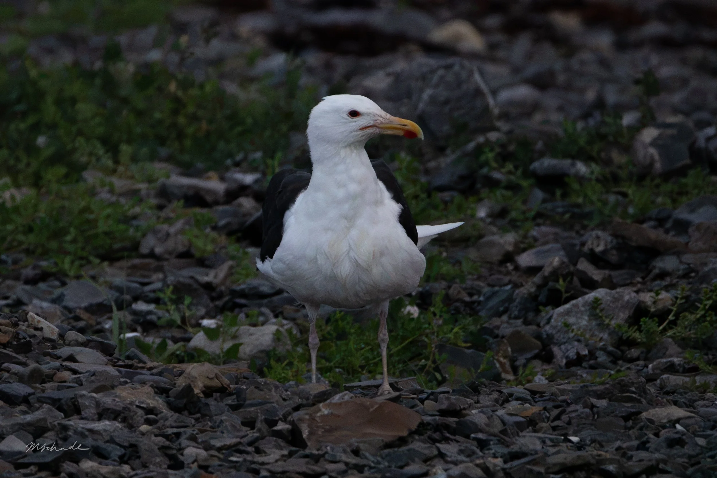 Cow Head, NL, 2026-08-04