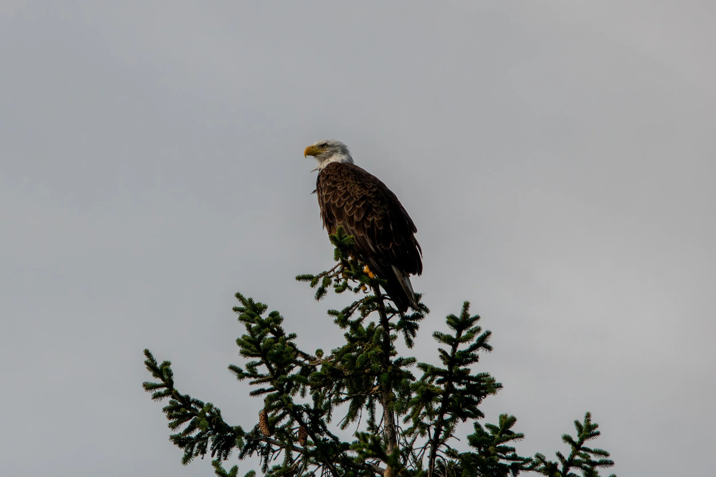 Bronte, ON, 2026-08-19