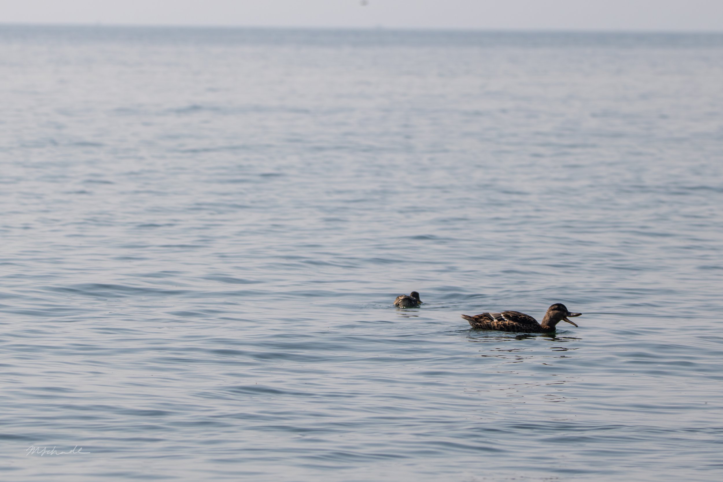 Mallard scream with teal.jpg