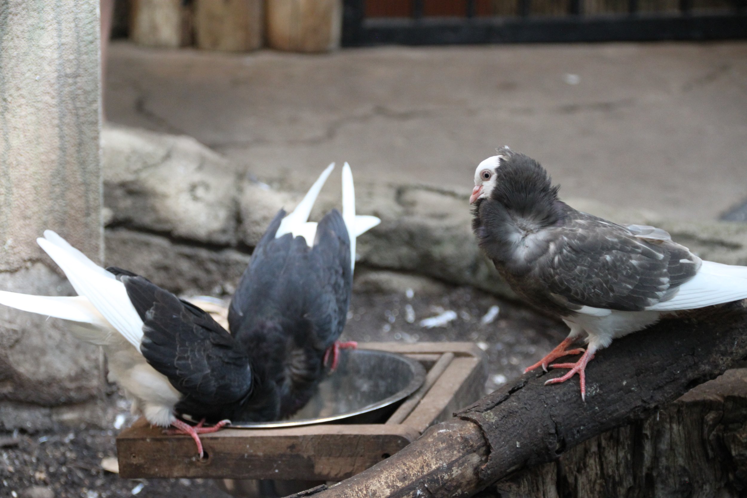 Old Dutch Capuchine Pigeon 1.JPG