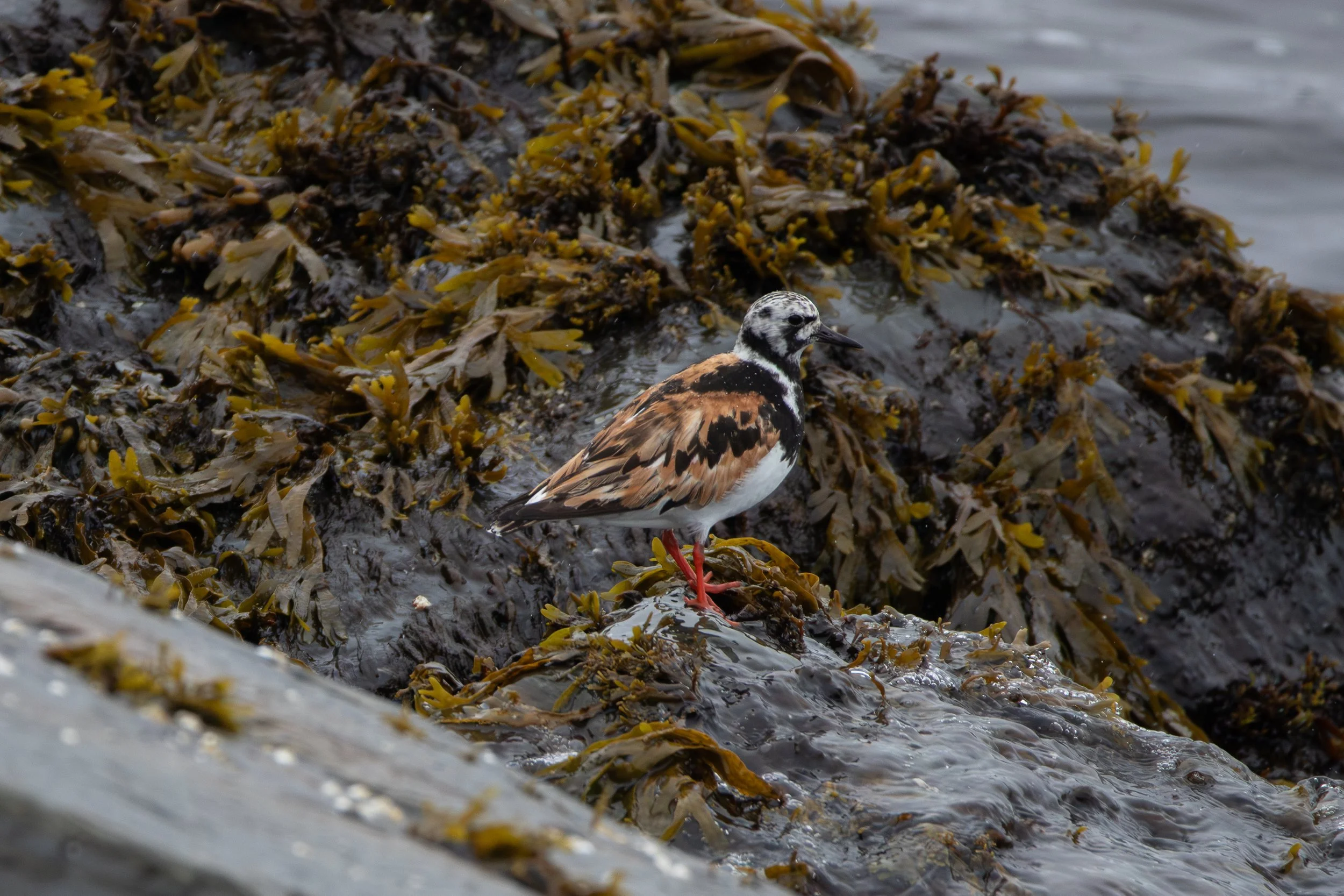 Cow Head, NL, 2026-08-05