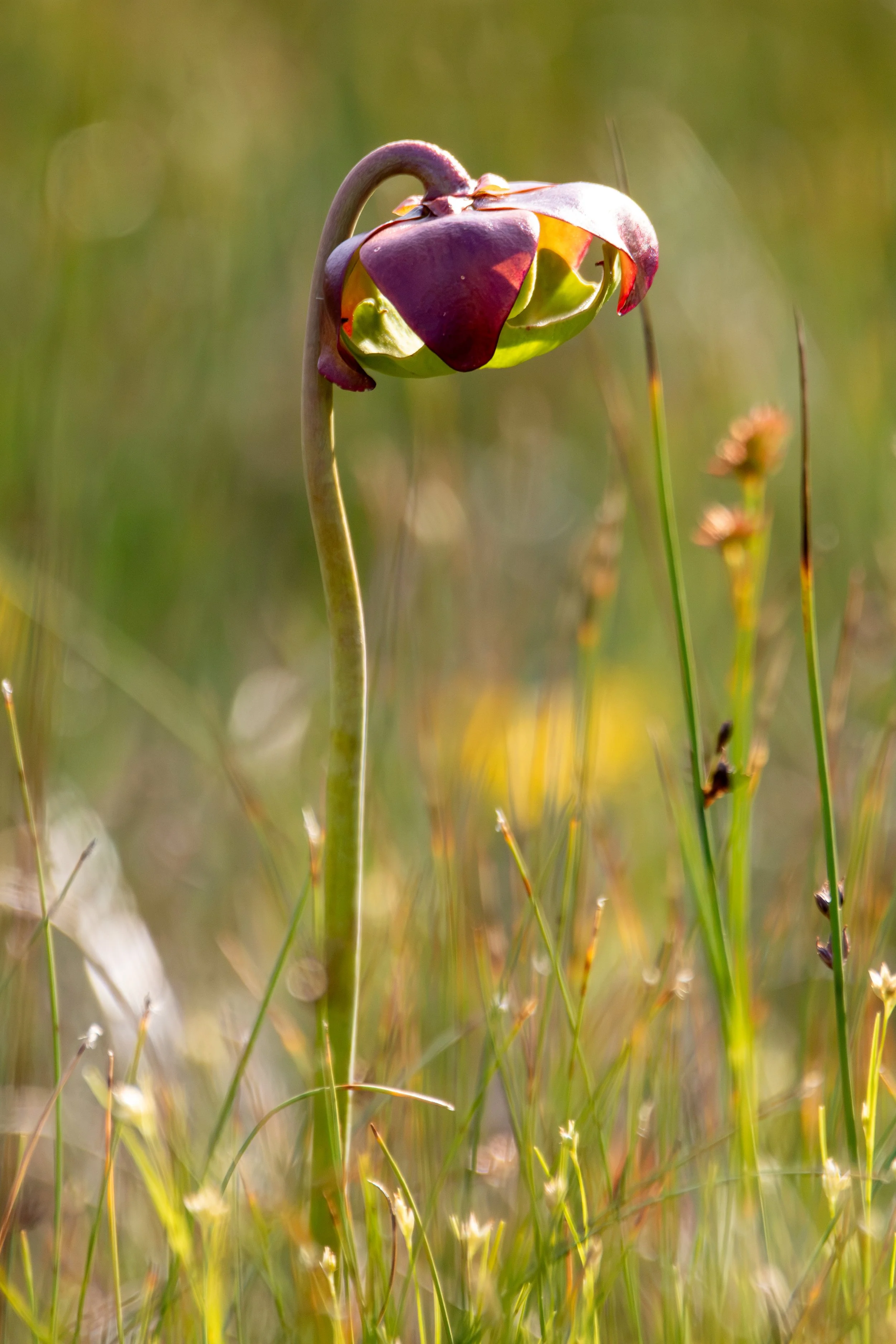 Gros Morne National Park, NL, 2026-08-16
