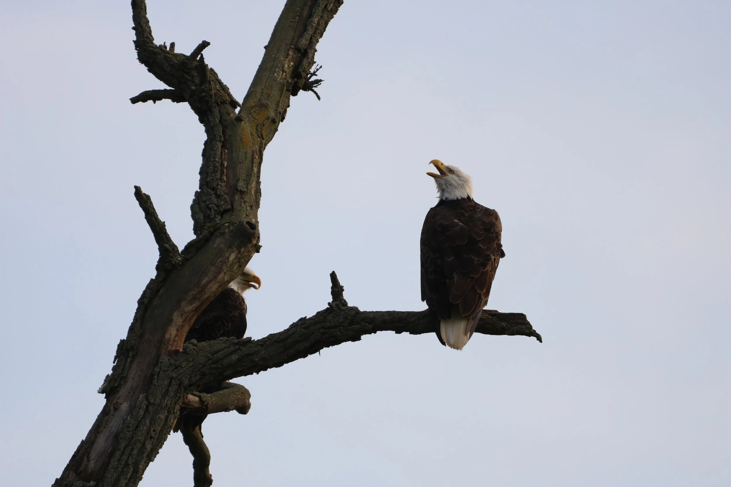 Bald Eagle