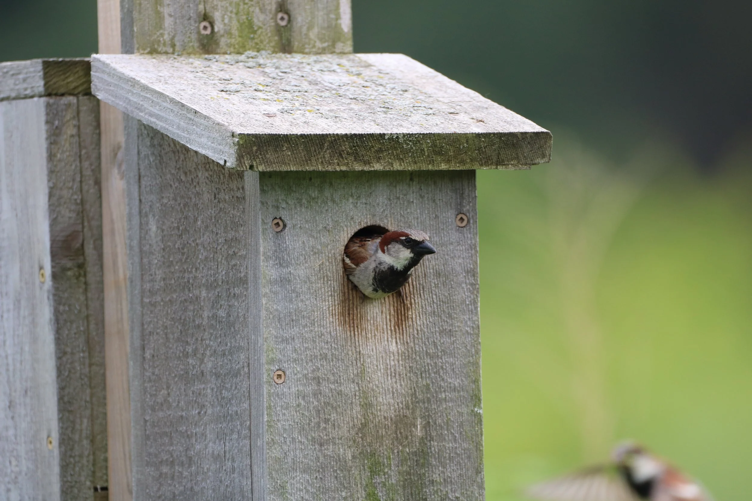 House Sparrow
