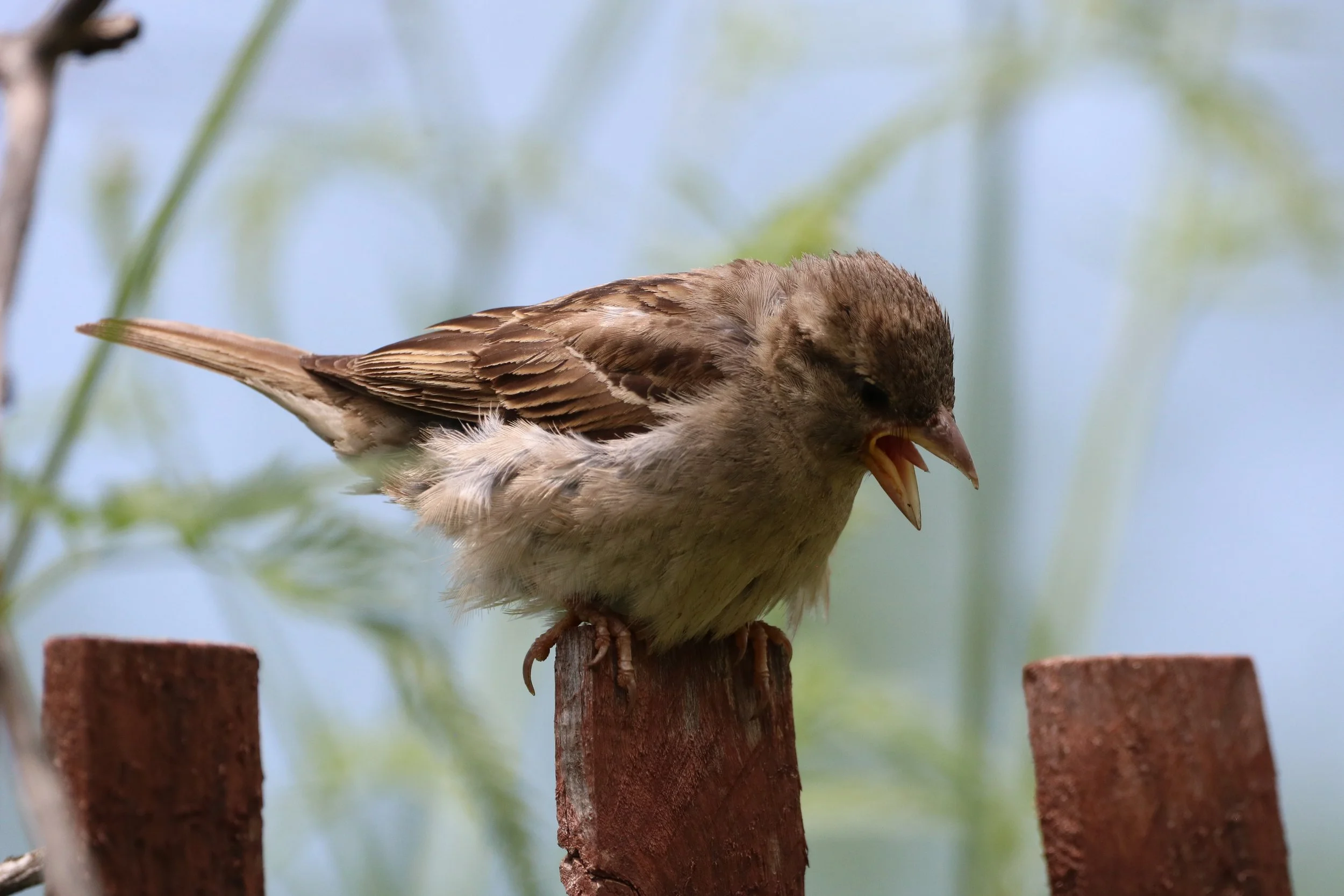 House Sparrow